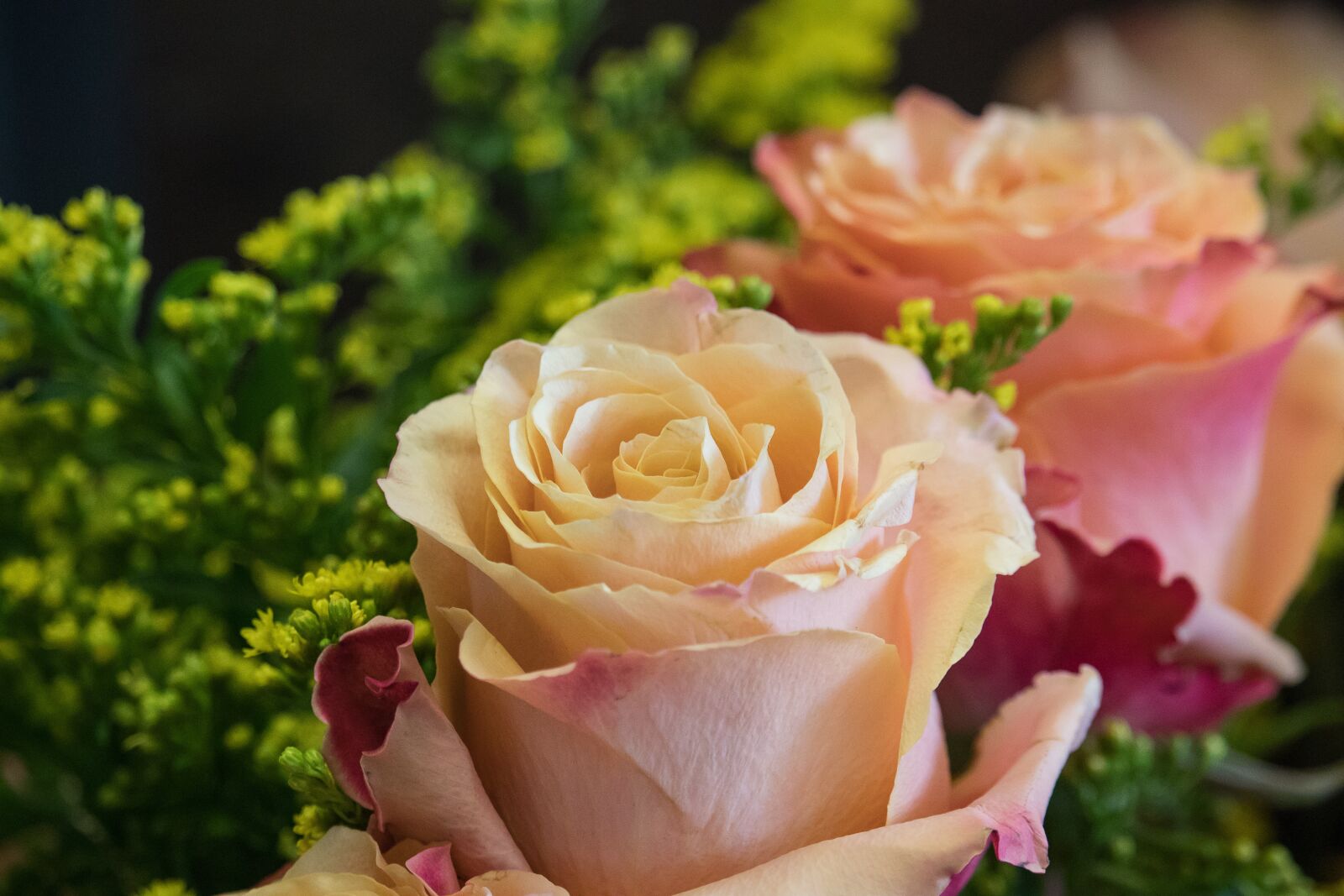 Canon EF-S 55-250mm F4-5.6 IS STM sample photo. Rose, plant, flower photography