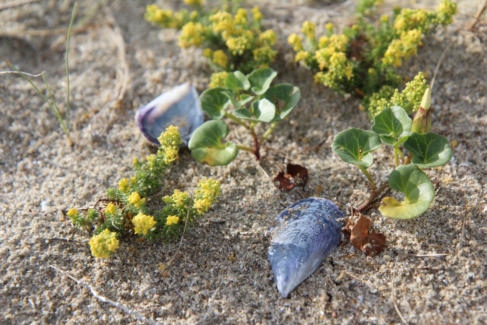 Canon EOS 600D (Rebel EOS T3i / EOS Kiss X5) sample photo. Field bindweed, sand, dune photography