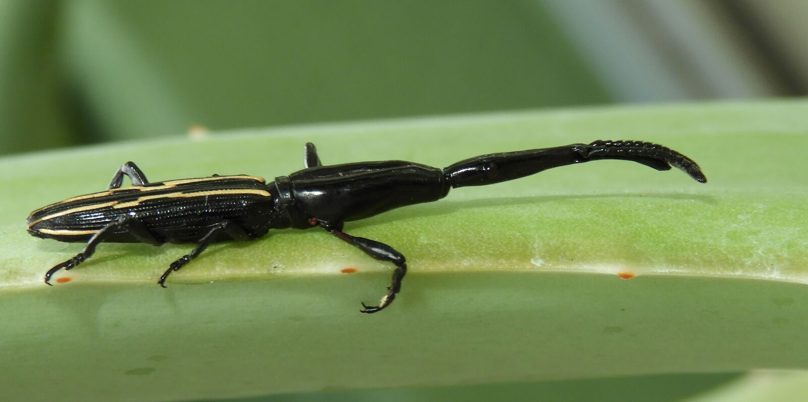 Nikon Coolpix B700 sample photo. Insect, invertebrate, nature photography