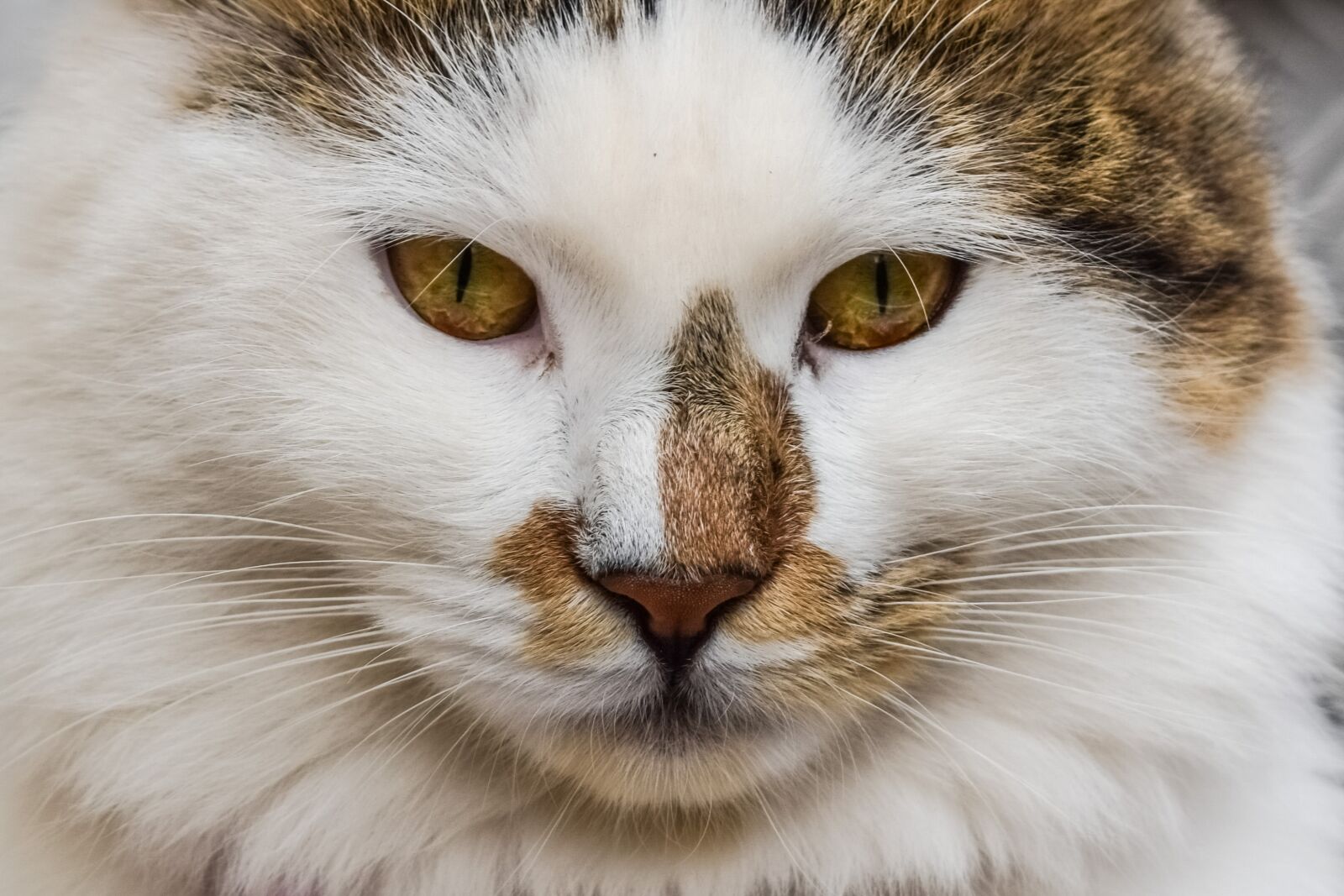 Nikon D3300 sample photo. Cat, eyes, face photography