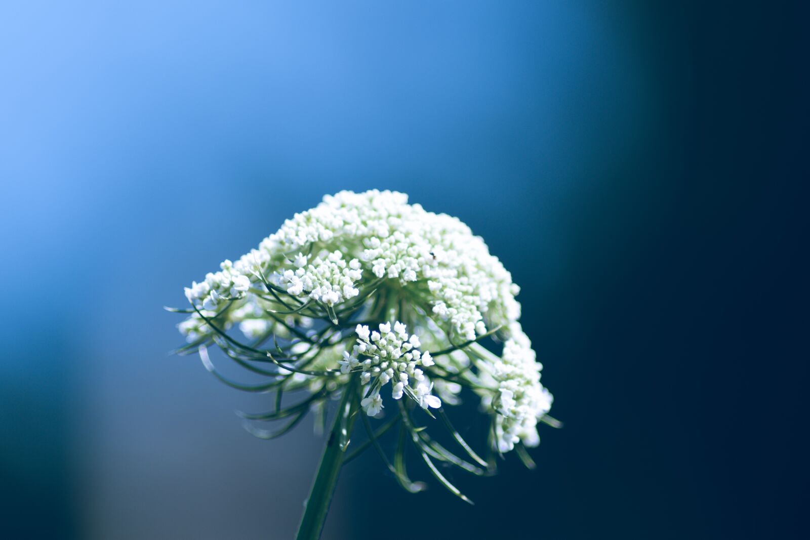 Nikon D5600 sample photo. White flowers, bloom, petals photography