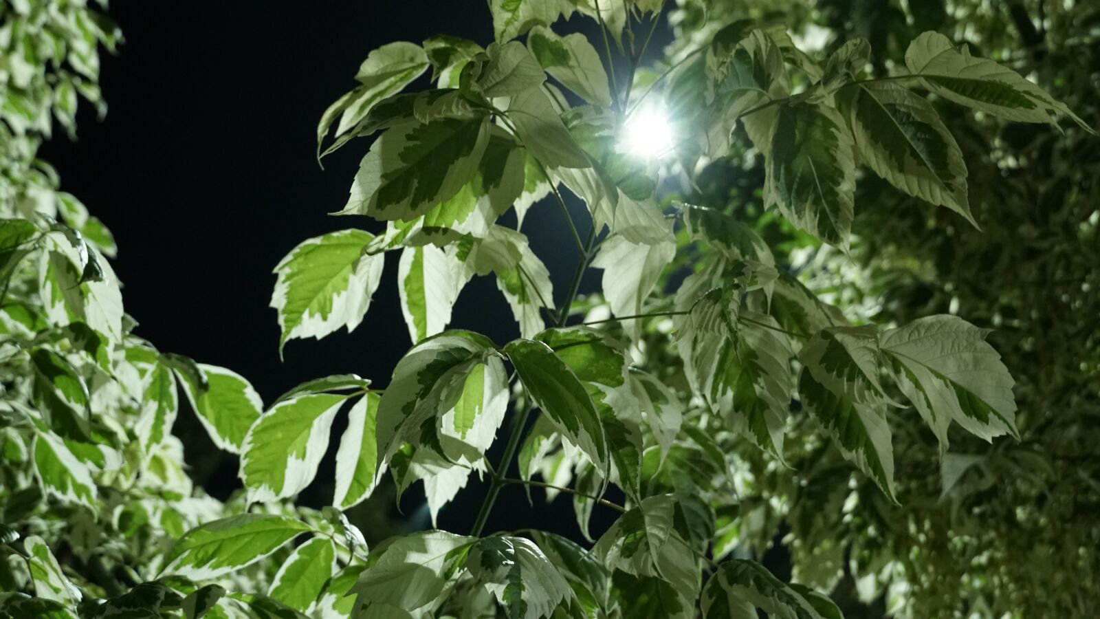 Sony a6500 sample photo. Tree, bush, lantern photography