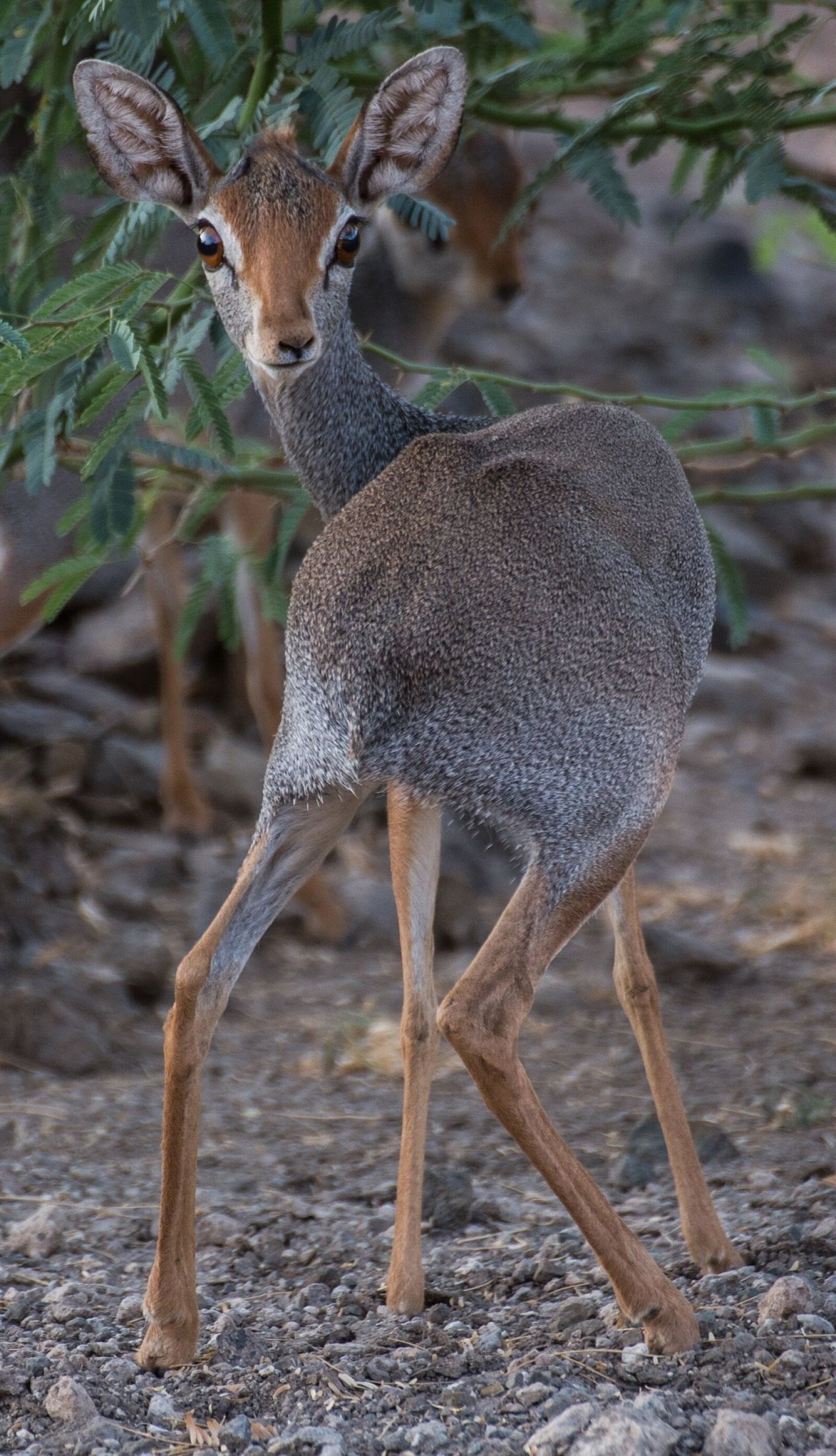 Canon EOS 6D sample photo. Antelope, salts dik-dik, africa photography