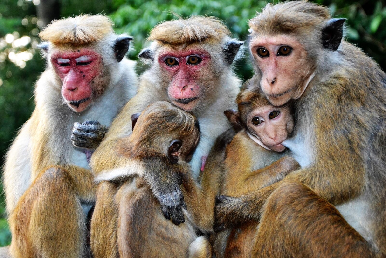 Nikon D3100 sample photo. Monkey, mammal, animal world photography