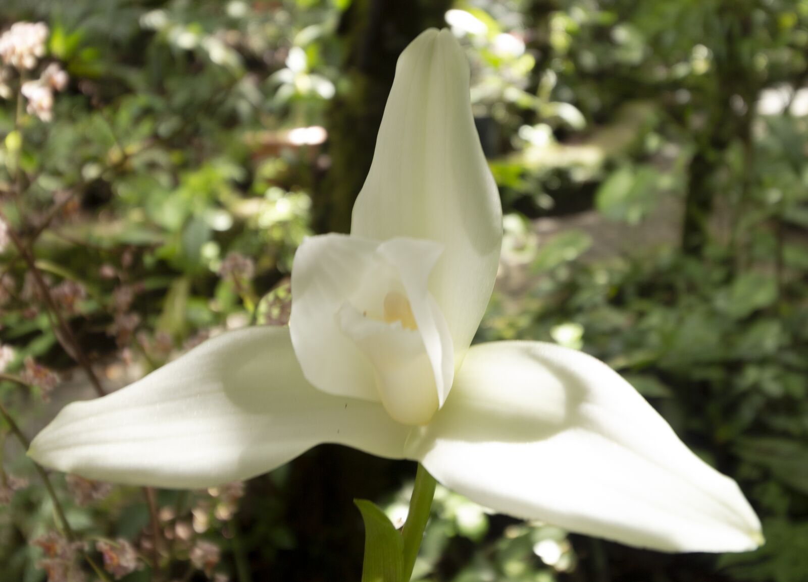 Canon EOS 650D (EOS Rebel T4i / EOS Kiss X6i) sample photo. White nun, orchid, flower photography