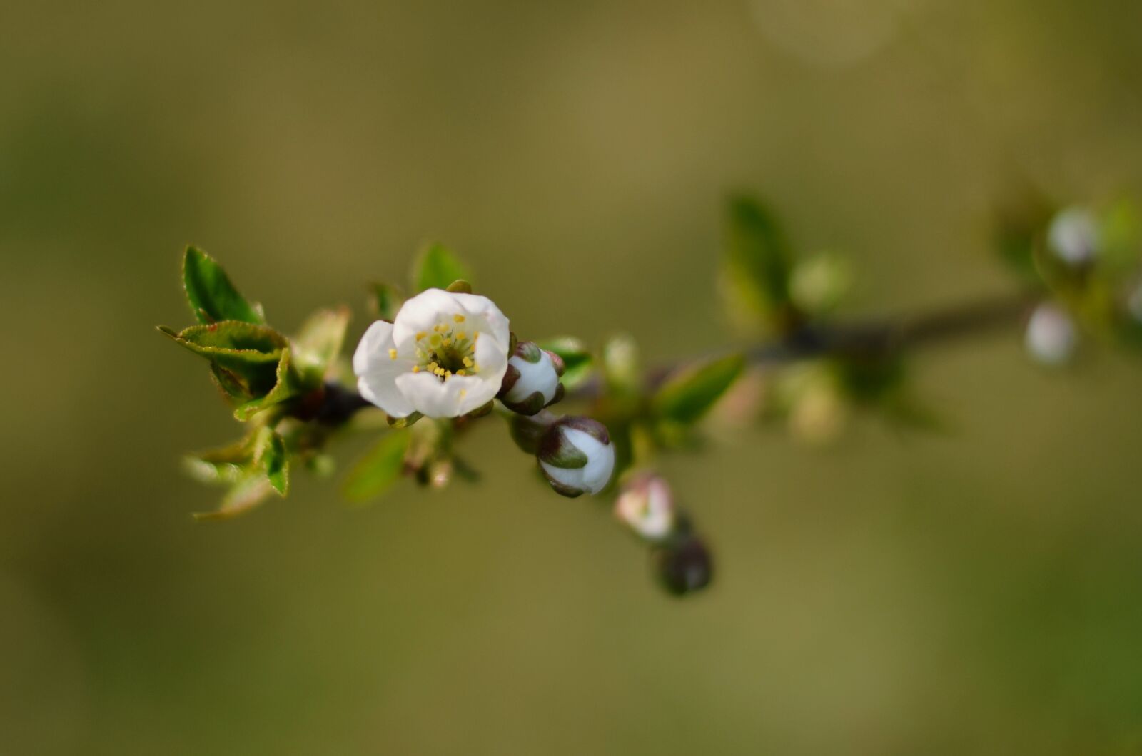 Nikon D5100 sample photo. Cherry, blossom, blooming photography