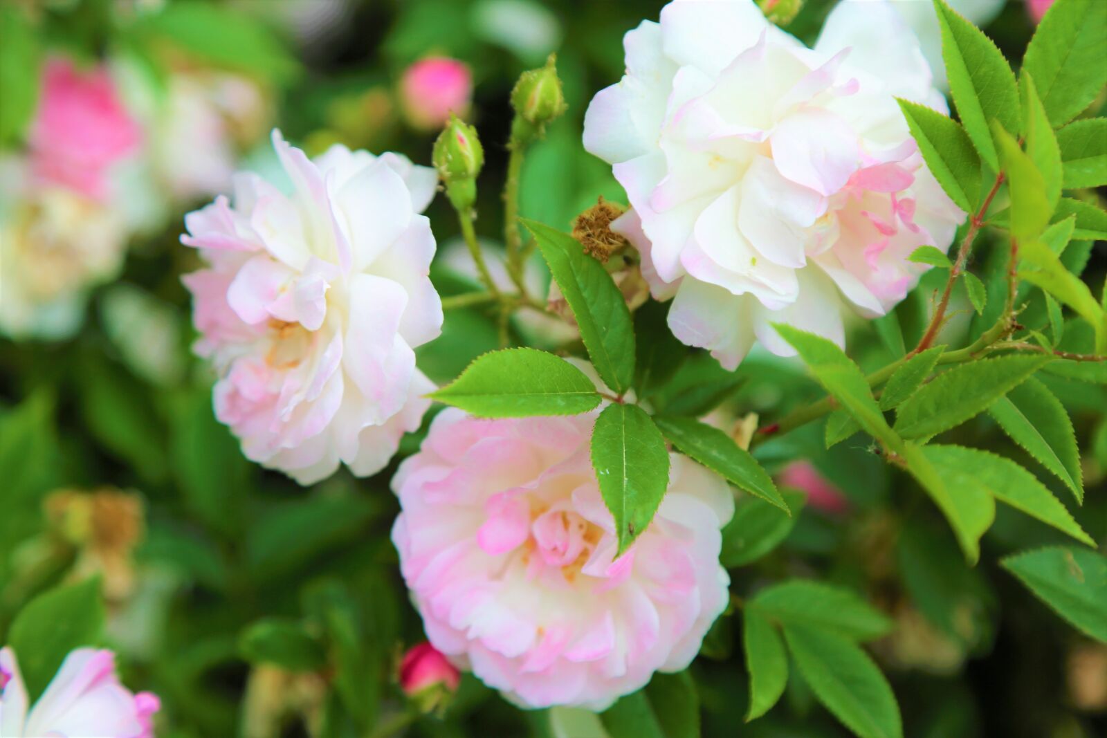 Canon EOS 5D Mark III sample photo. Rose, spring, flower photography