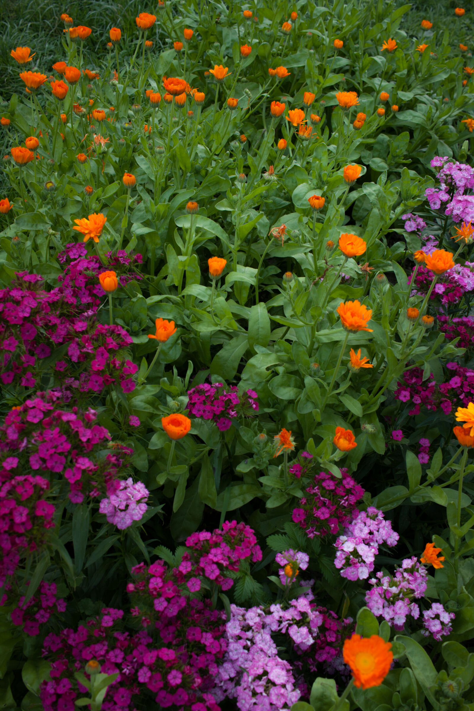 Canon EOS 40D sample photo