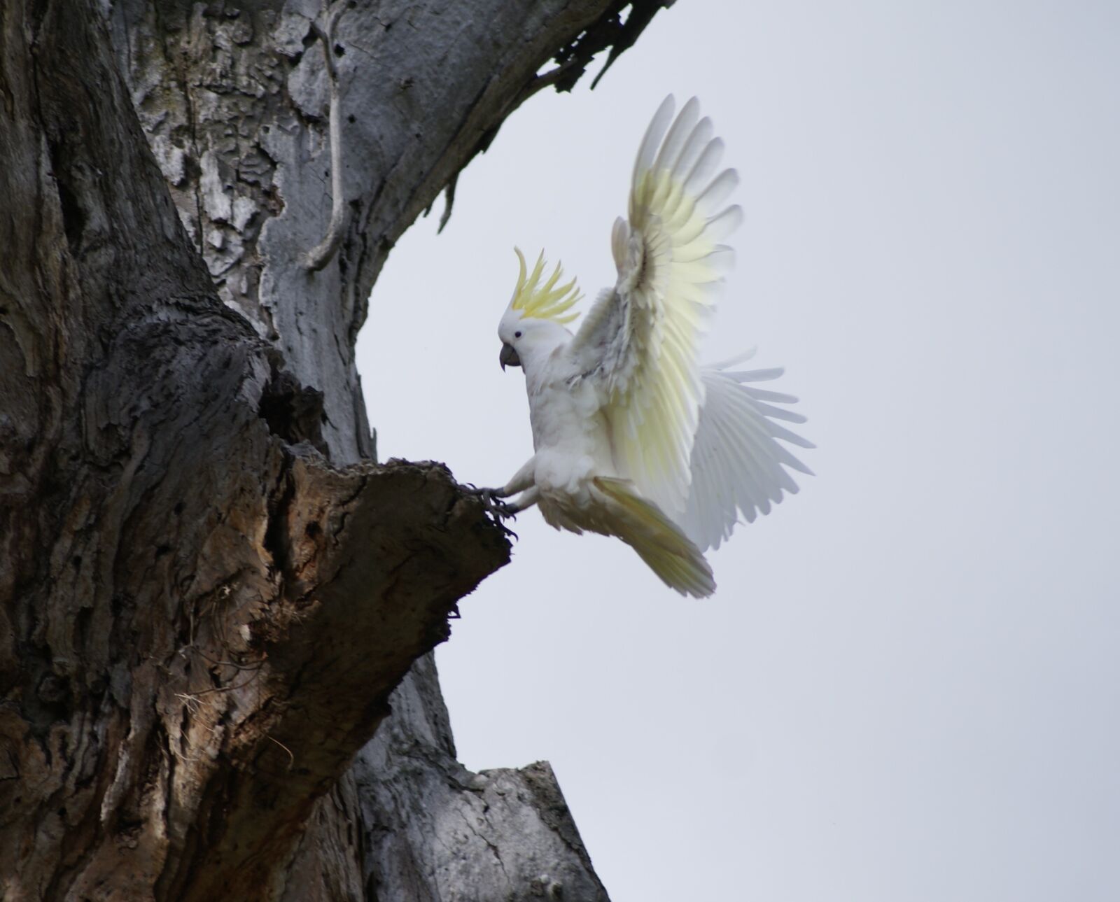 Sony Alpha DSLR-A200 sample photo. Cockatoo, landing, gumtree photography