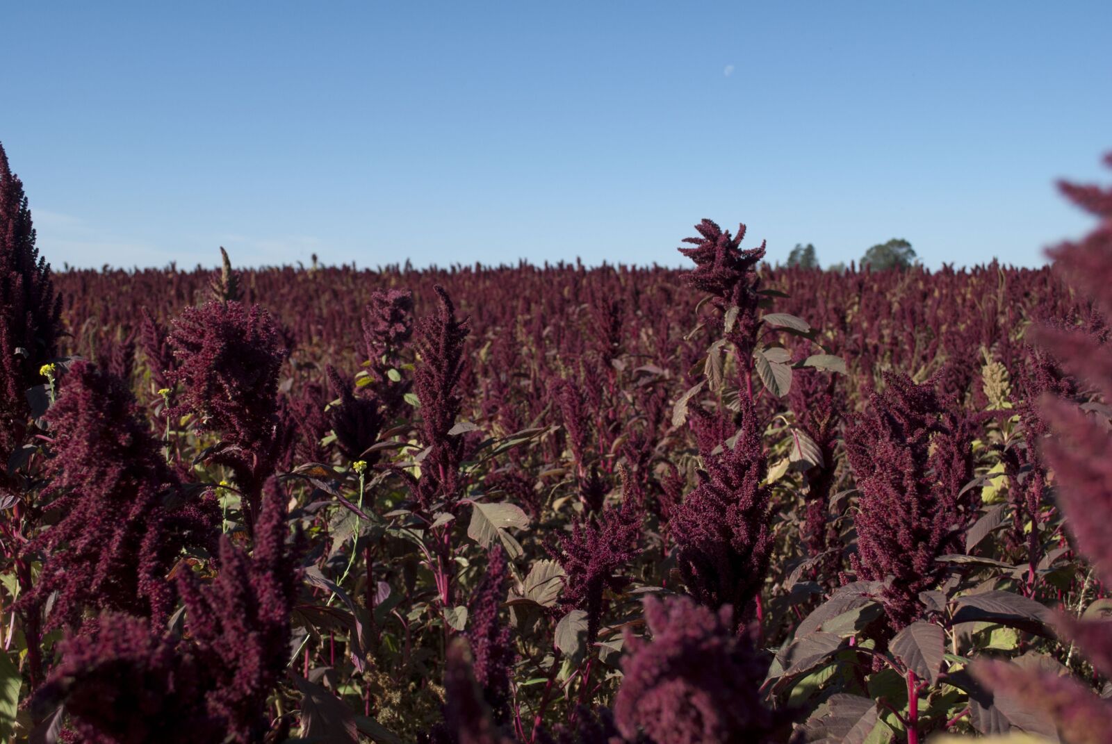 Nikon D60 sample photo. Campo, sorgo, dia photography