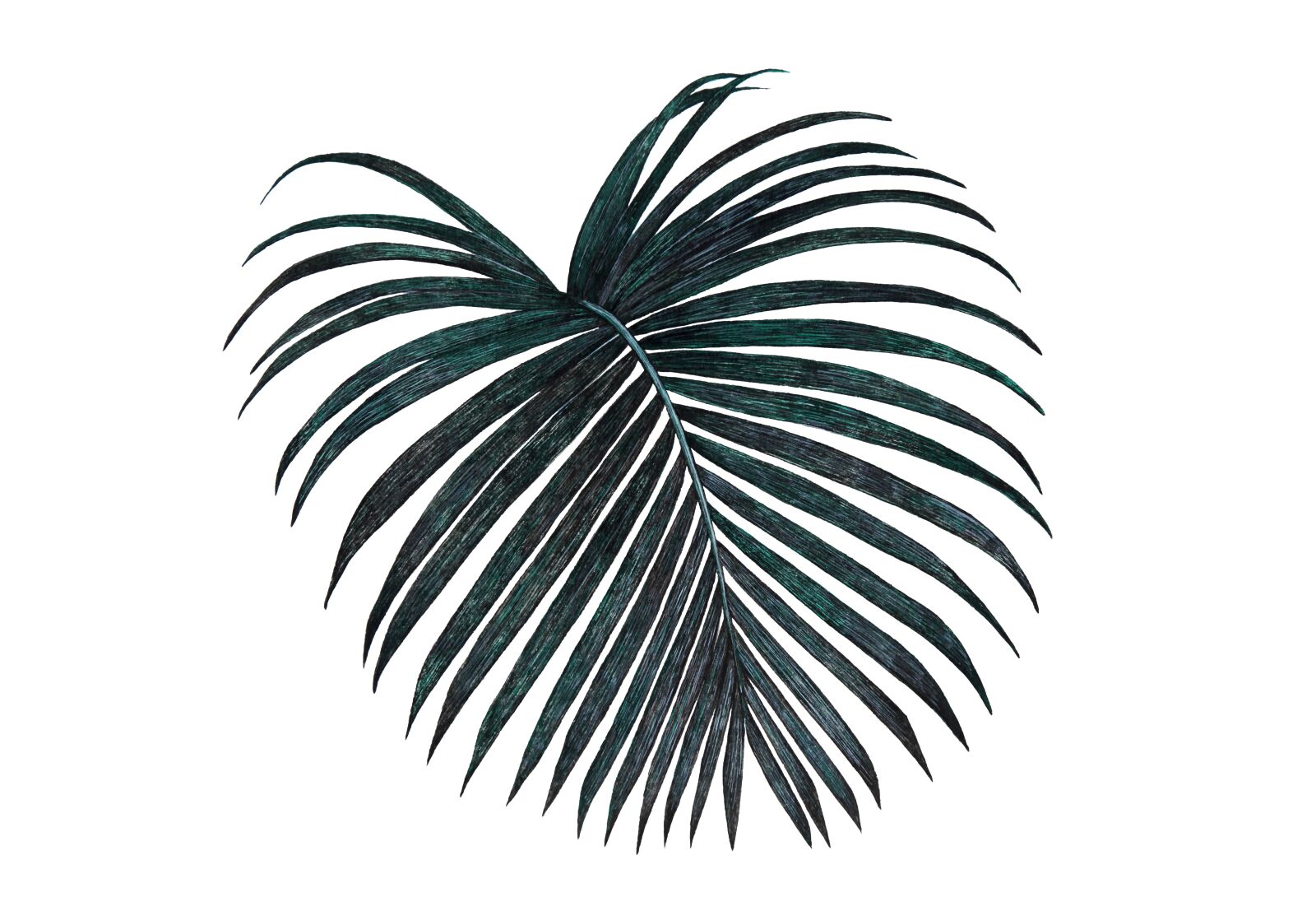 Canon EOS 5D Mark II sample photo. Black, palm, leaf photography
