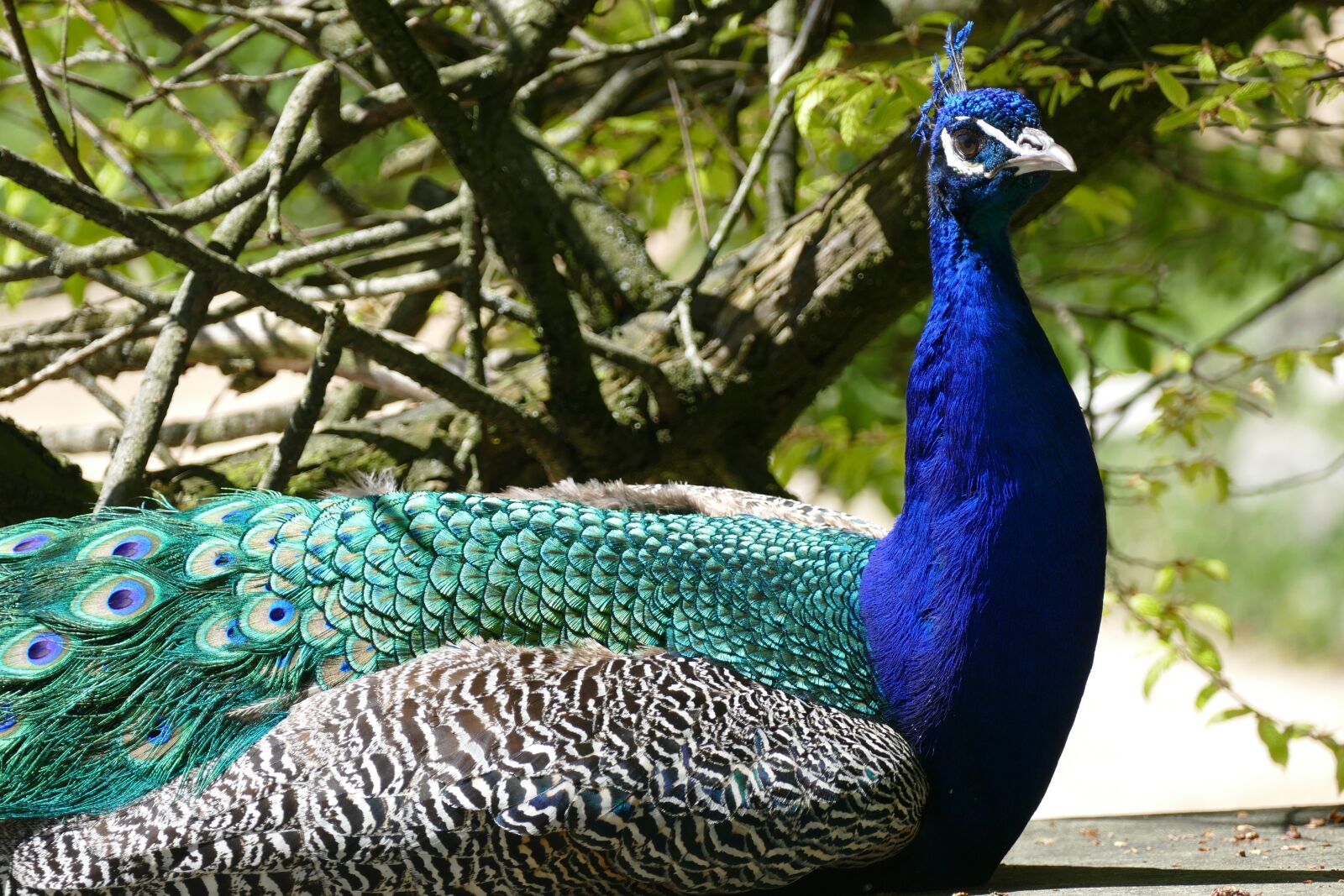 Panasonic Lumix DMC-FZ1000 sample photo. Peacock, males, bird photography