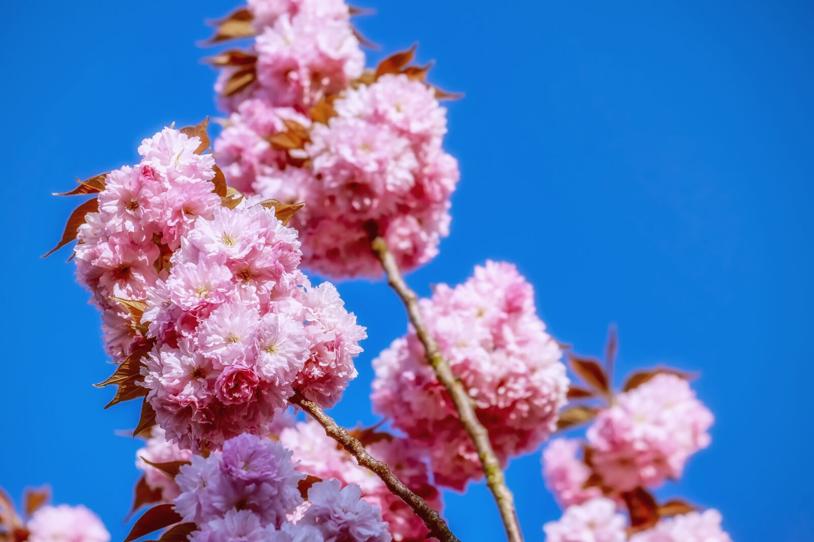 Fujifilm XF 55-200mm F3.5-4.8 R LM OIS sample photo. Cherry blossom, japanese cherry photography
