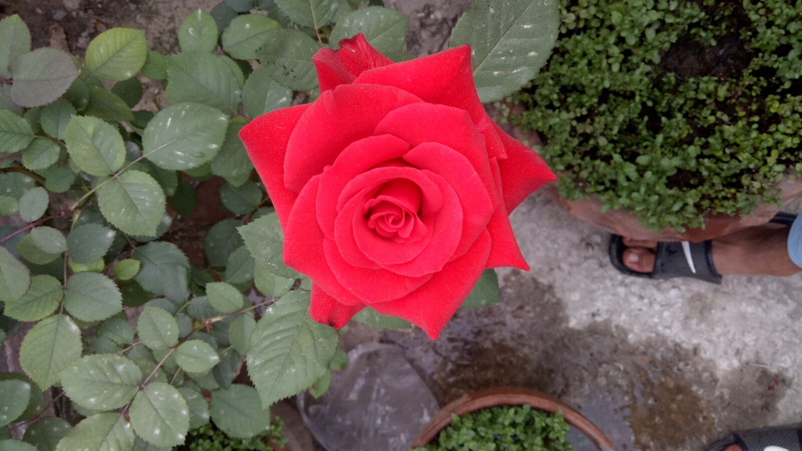 OPPO A1601 sample photo. Nature, flower, rose photography