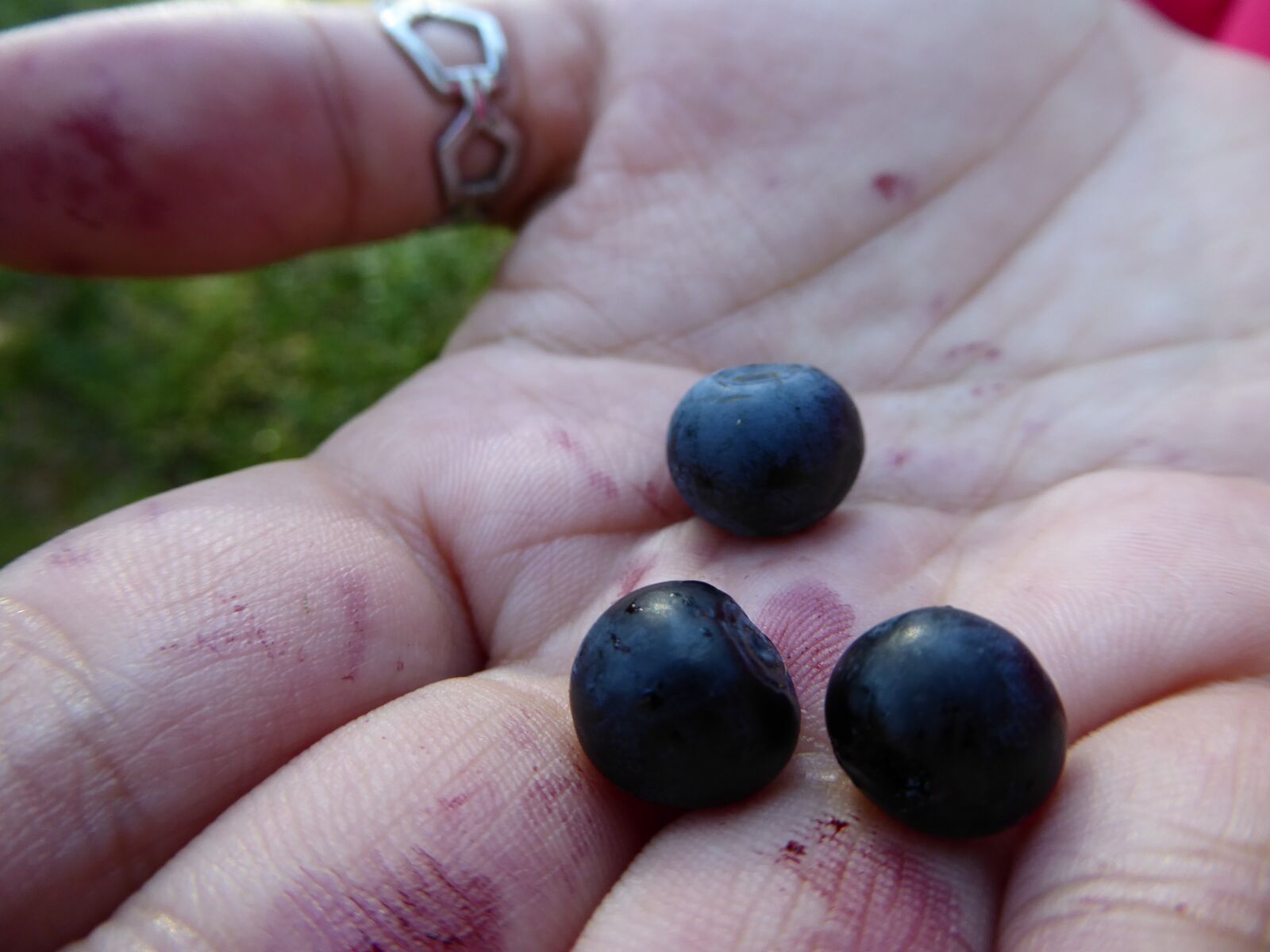 Panasonic Lumix DMC-ZS50 (Lumix DMC-TZ70) sample photo. Blueberry, hand, autumn photography