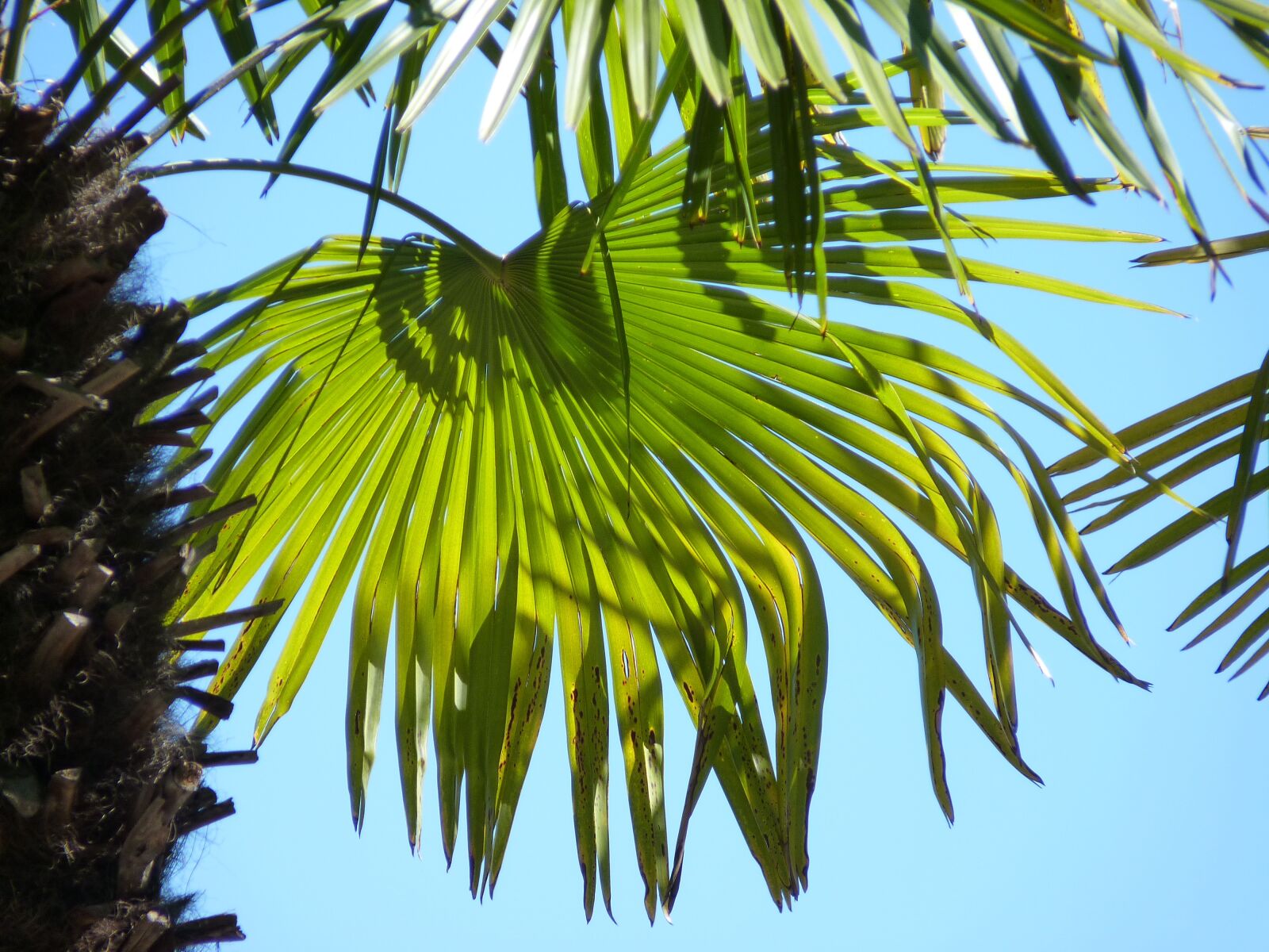 Panasonic Lumix DMC-FZ35 (Lumix DMC-FZ38) sample photo. Palm, leaf, wedel photography