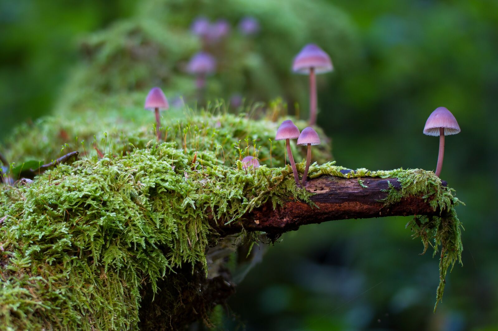 Tamron SP AF 60mm F2 Di II LD IF Macro sample photo. Mushroom, moss, mini mushroom photography