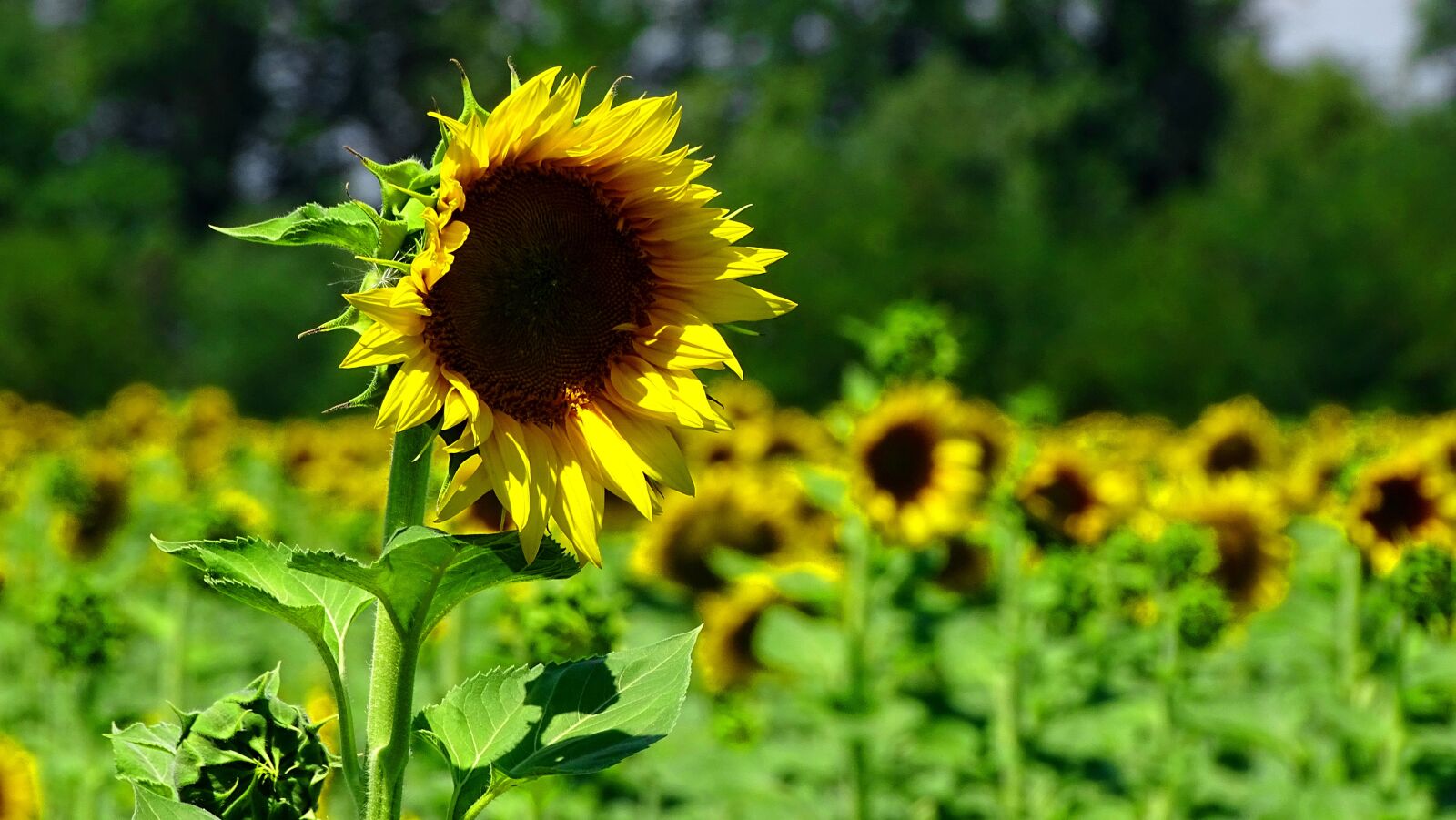 Sony DSC-HX400 sample photo. Sunflower, field, nature photography