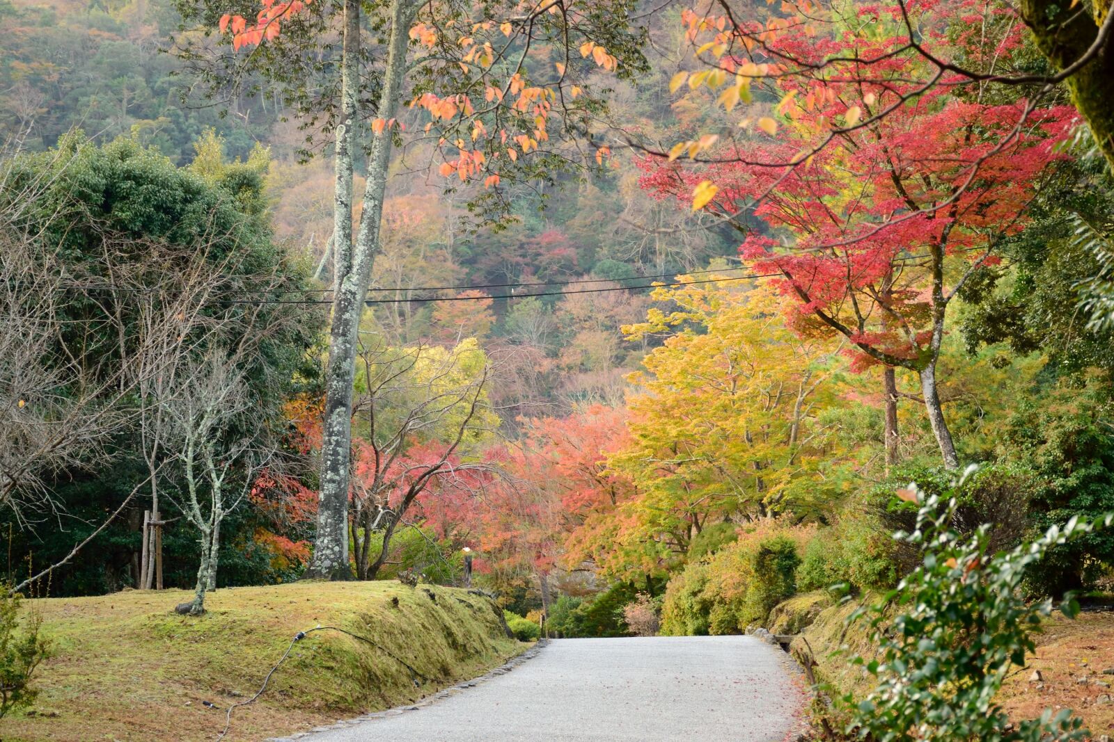 Nikon D5300 sample photo. Autumn, tree, japan photography
