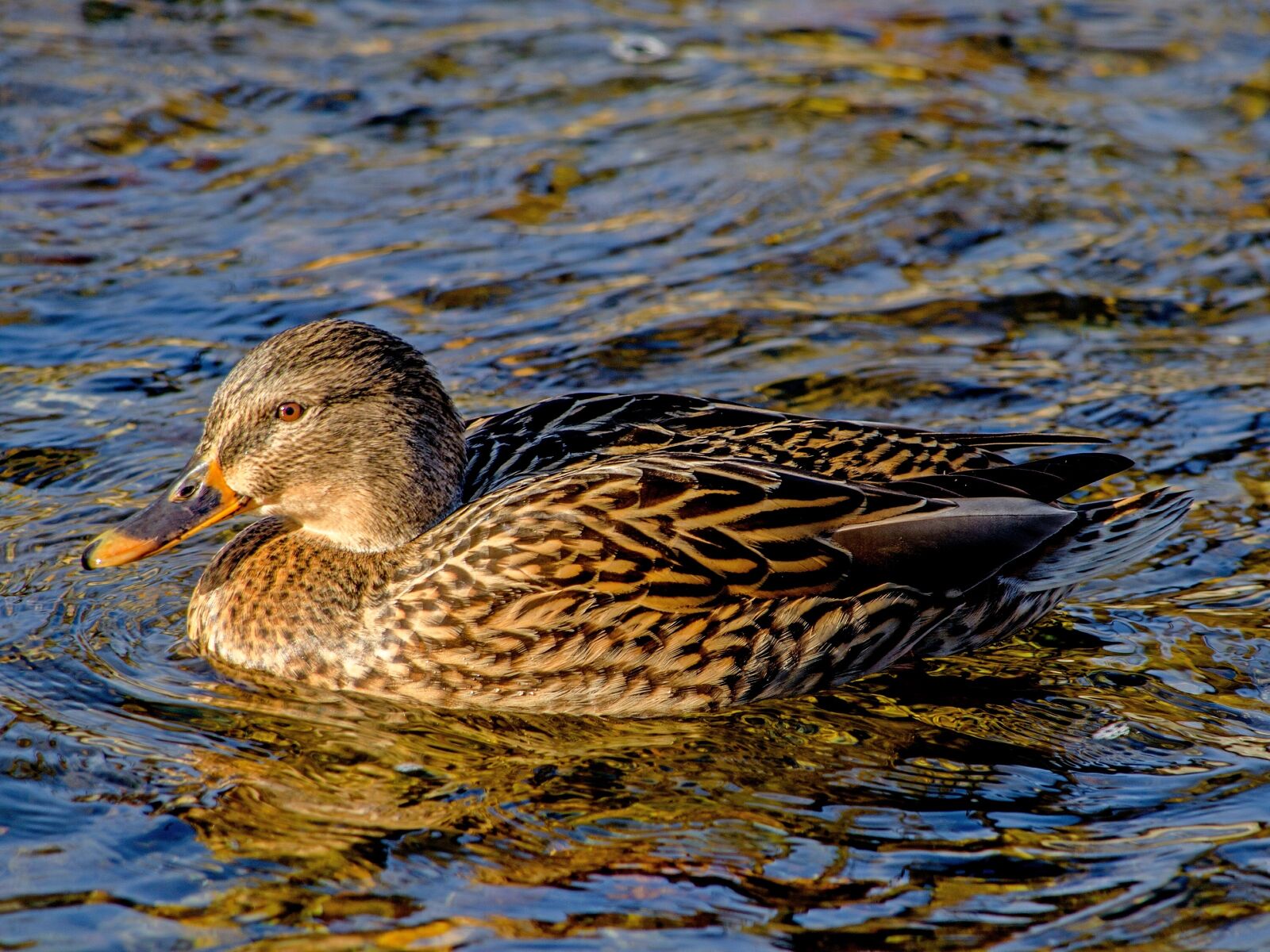 Nikon D5100 sample photo. Wild duck, animal, river photography