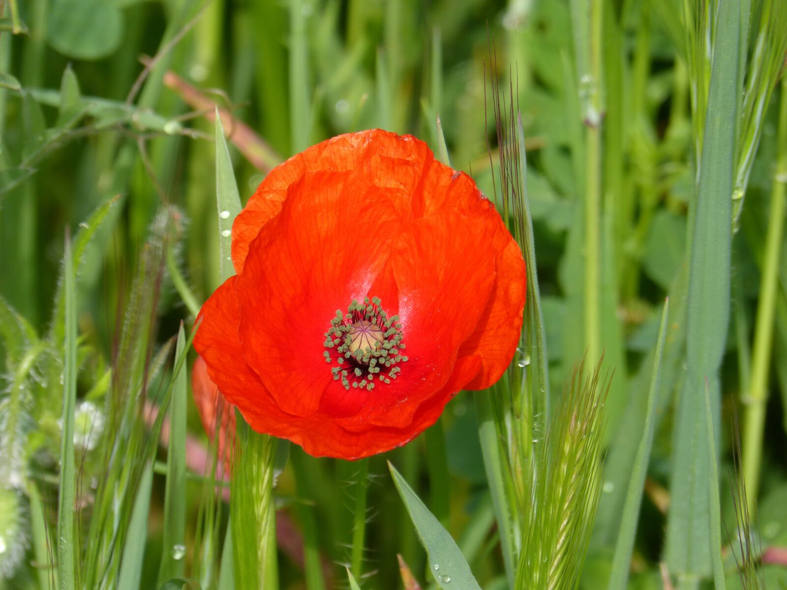 Panasonic DMC-FZ62 sample photo. Poppy, ababol, flower photography