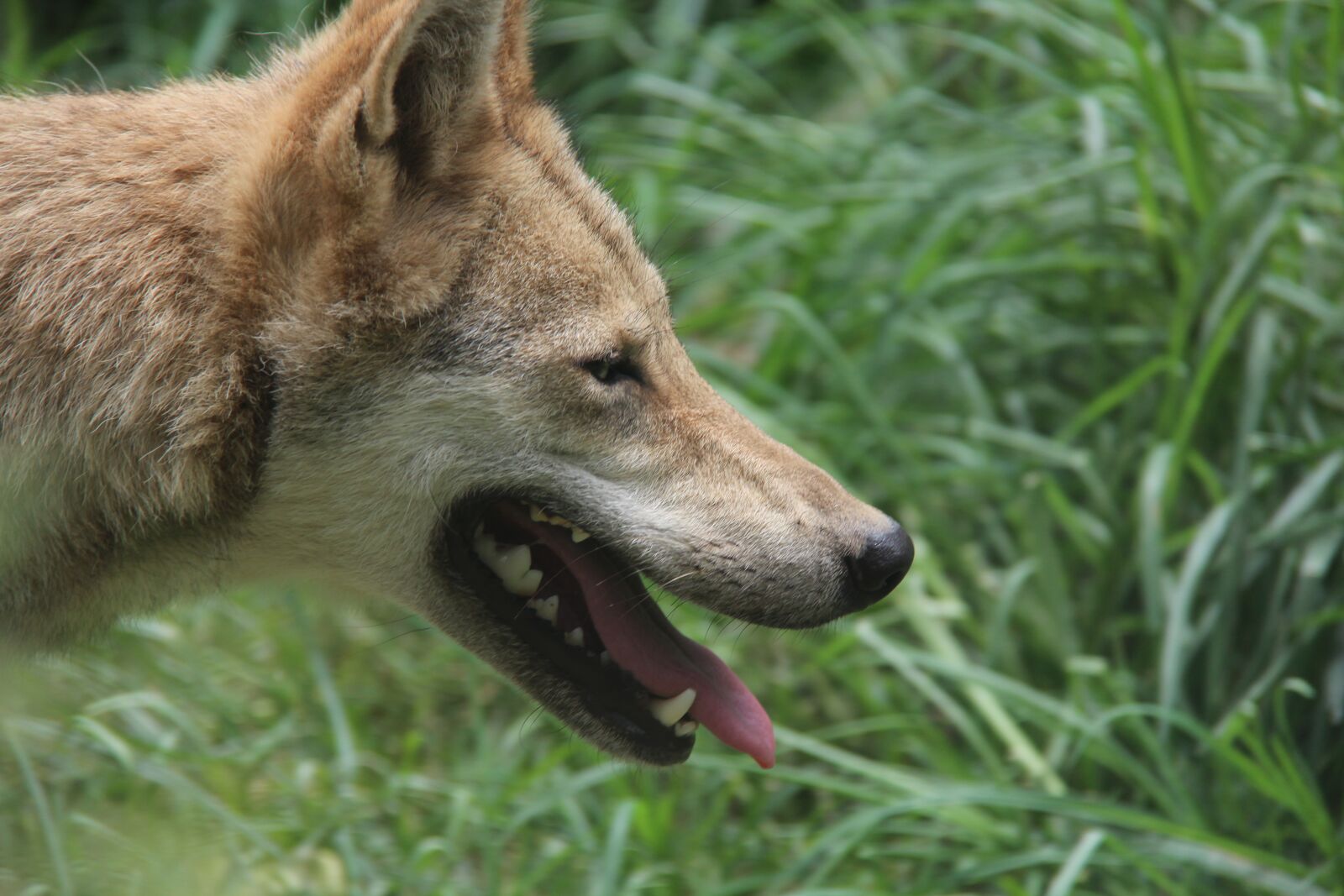 Canon EOS 600D (Rebel EOS T3i / EOS Kiss X5) + Canon EF-S 18-200mm F3.5-5.6 IS sample photo. Wolf, the wild, summer photography