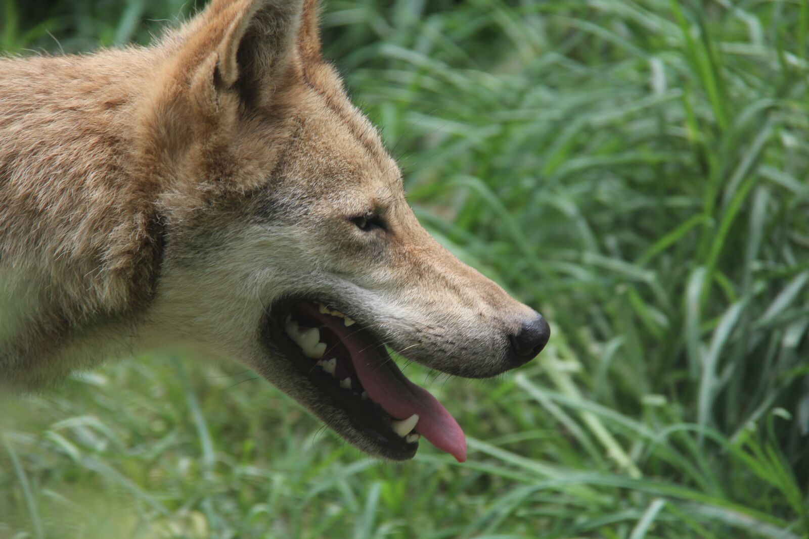 Canon EF-S 18-200mm F3.5-5.6 IS sample photo. Wolf, the wild, summer photography