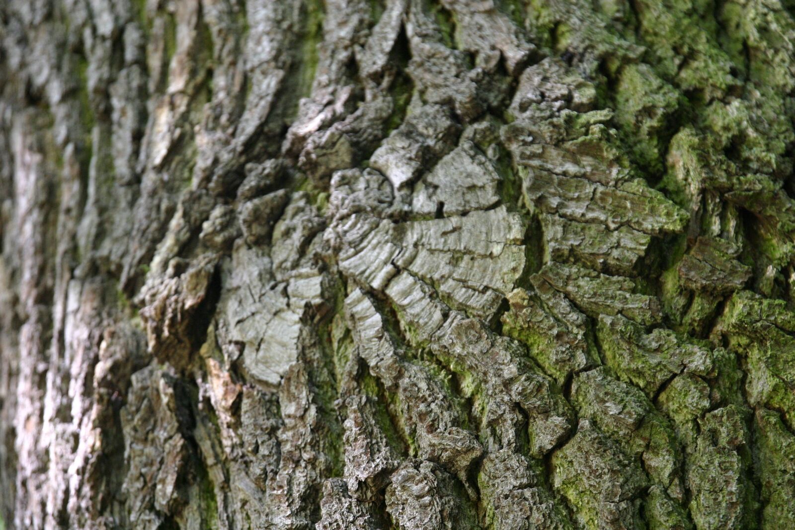 Canon EOS 300D (EOS Digital Rebel / EOS Kiss Digital) sample photo. Tree, tribe, bark photography