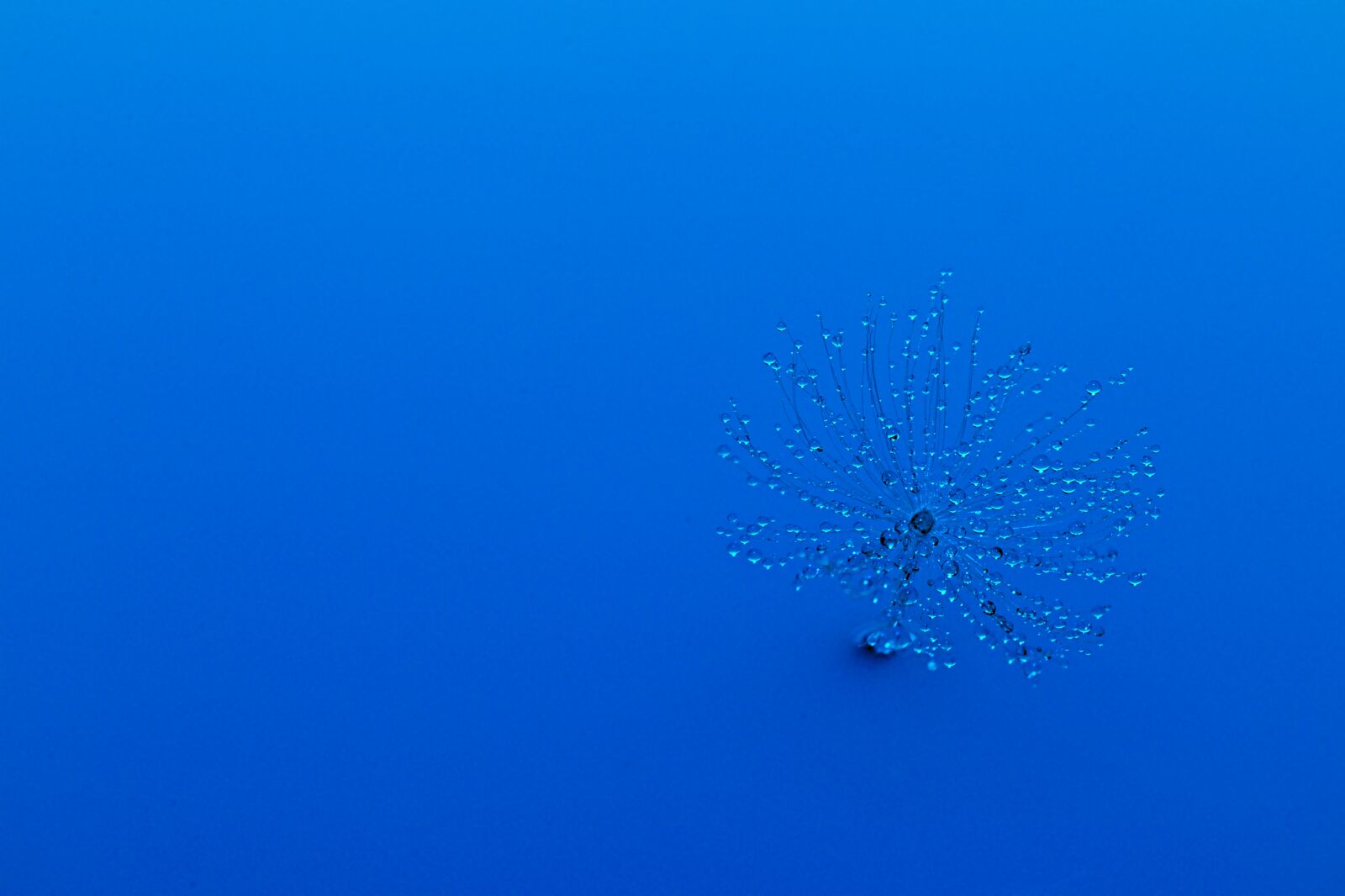 Canon EOS 77D (EOS 9000D / EOS 770D) sample photo. Dandelion, water, blue photography