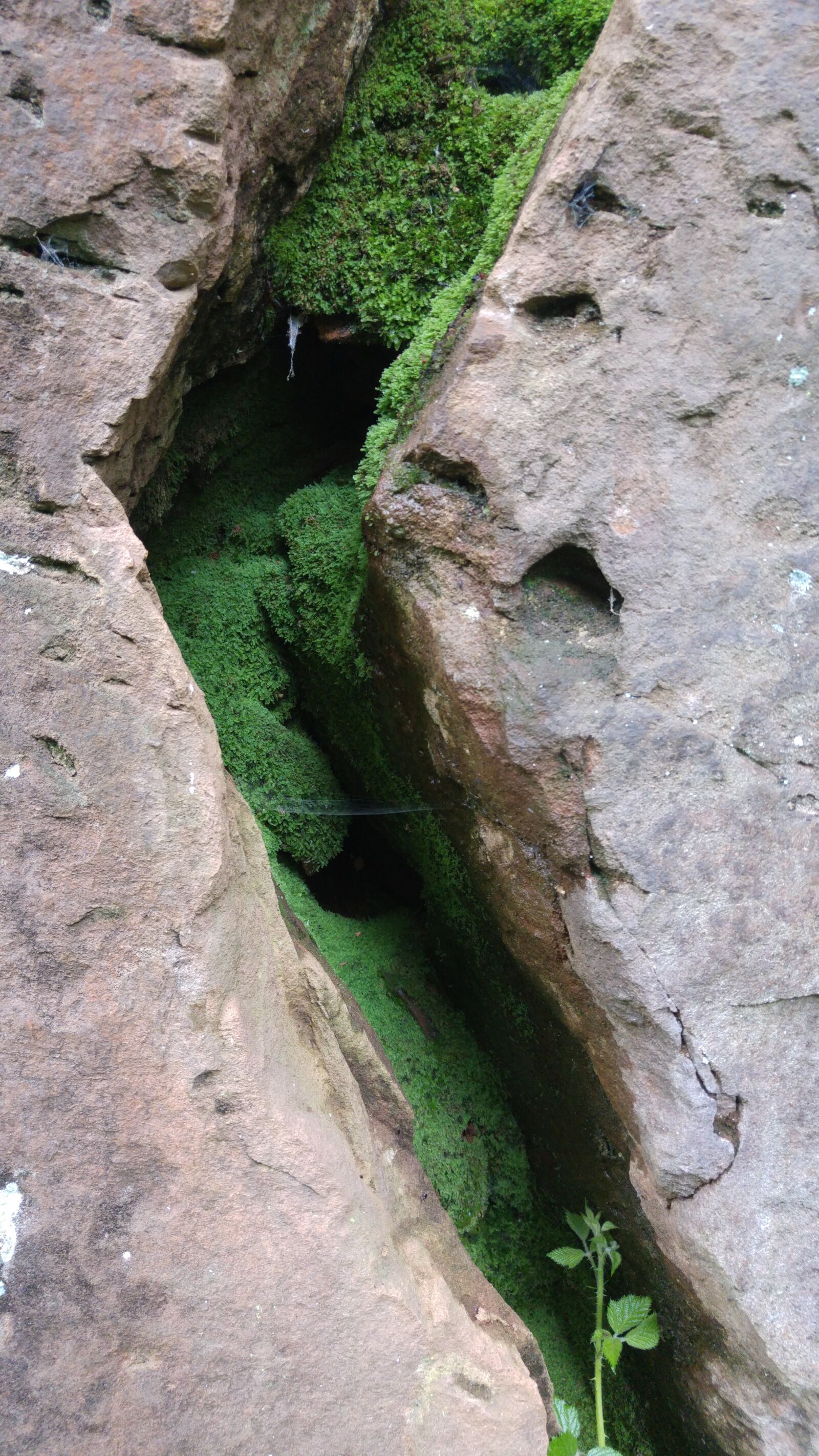 LG G4 sample photo. Nature, rock, moss photography