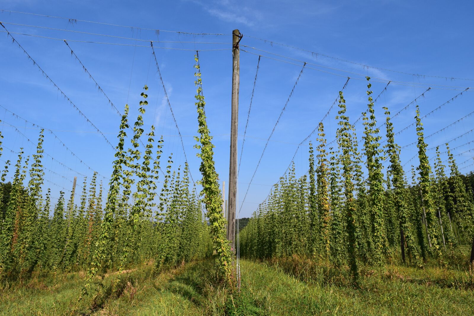 Nikon D3300 sample photo. Hops, nature, plant photography