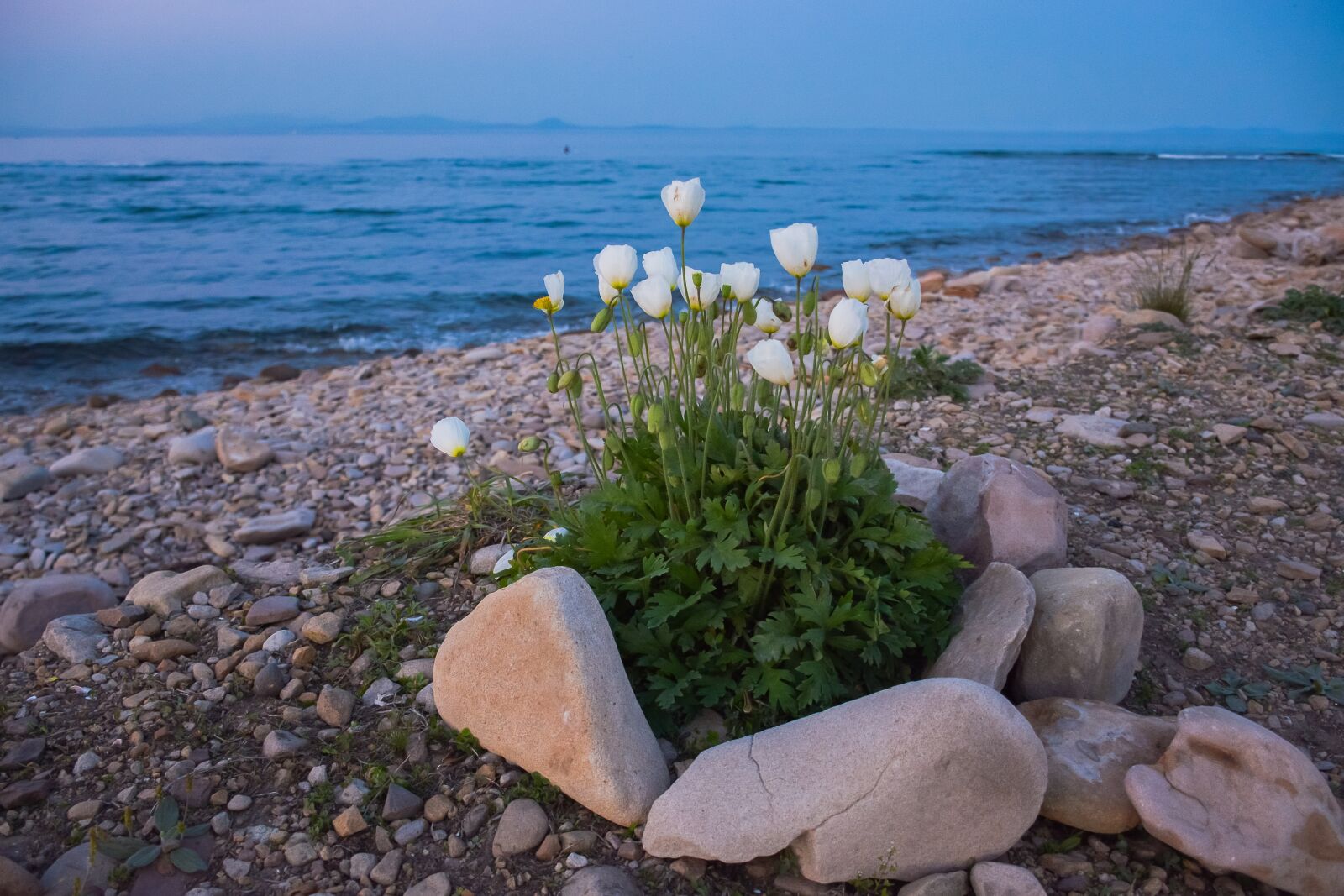 Nikon D7100 sample photo. Poppy, bloom, white photography