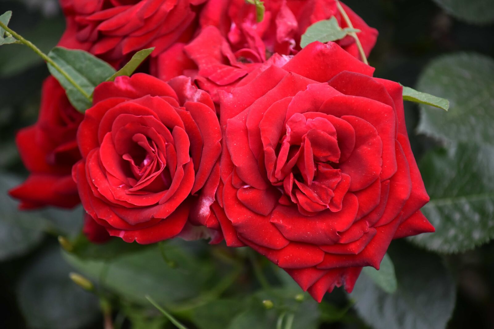 Nikon D5500 sample photo. Beautiful photo, close-up, color photography