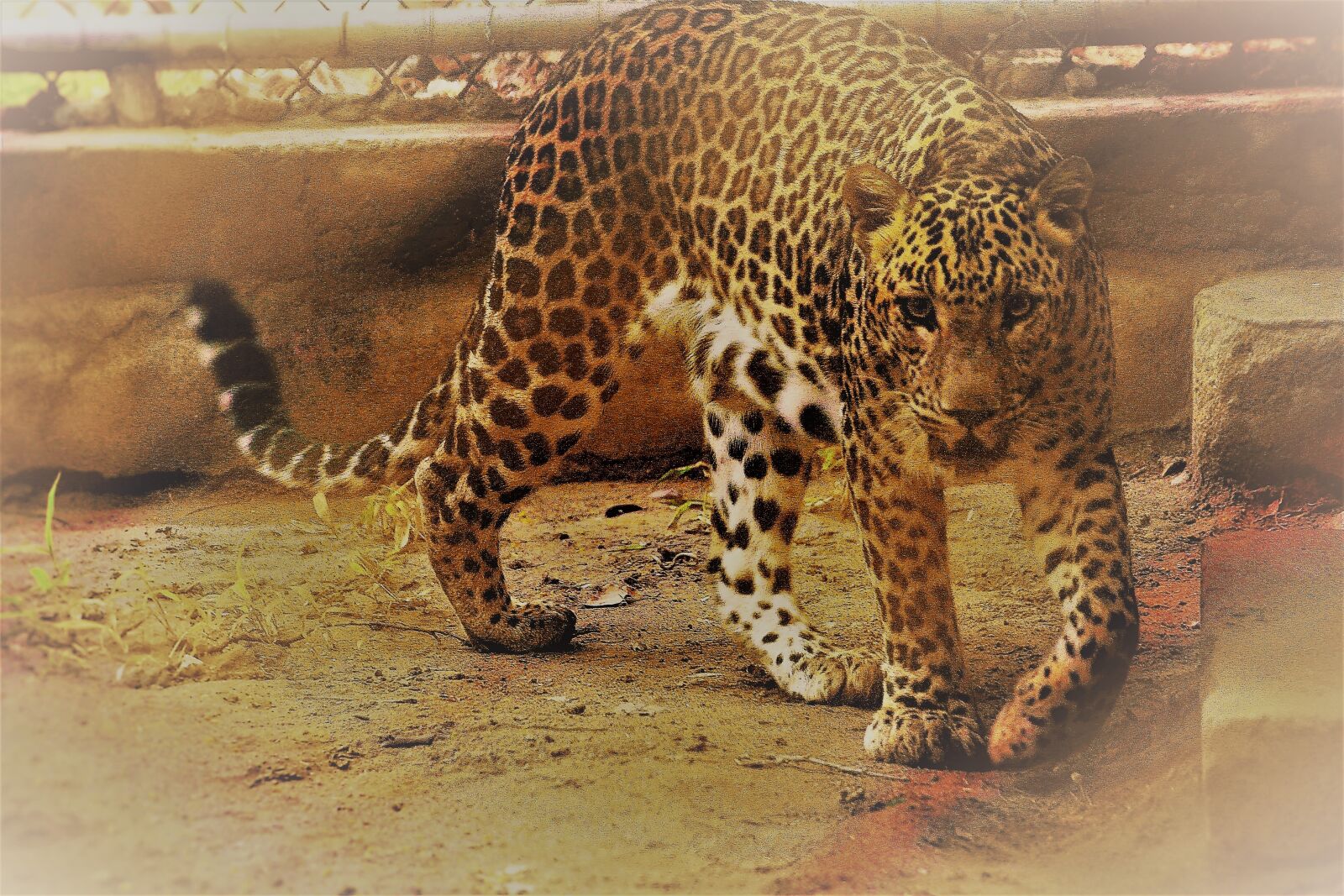 Canon EOS 1200D (EOS Rebel T5 / EOS Kiss X70 / EOS Hi) sample photo. Leopard, scary, cage photography