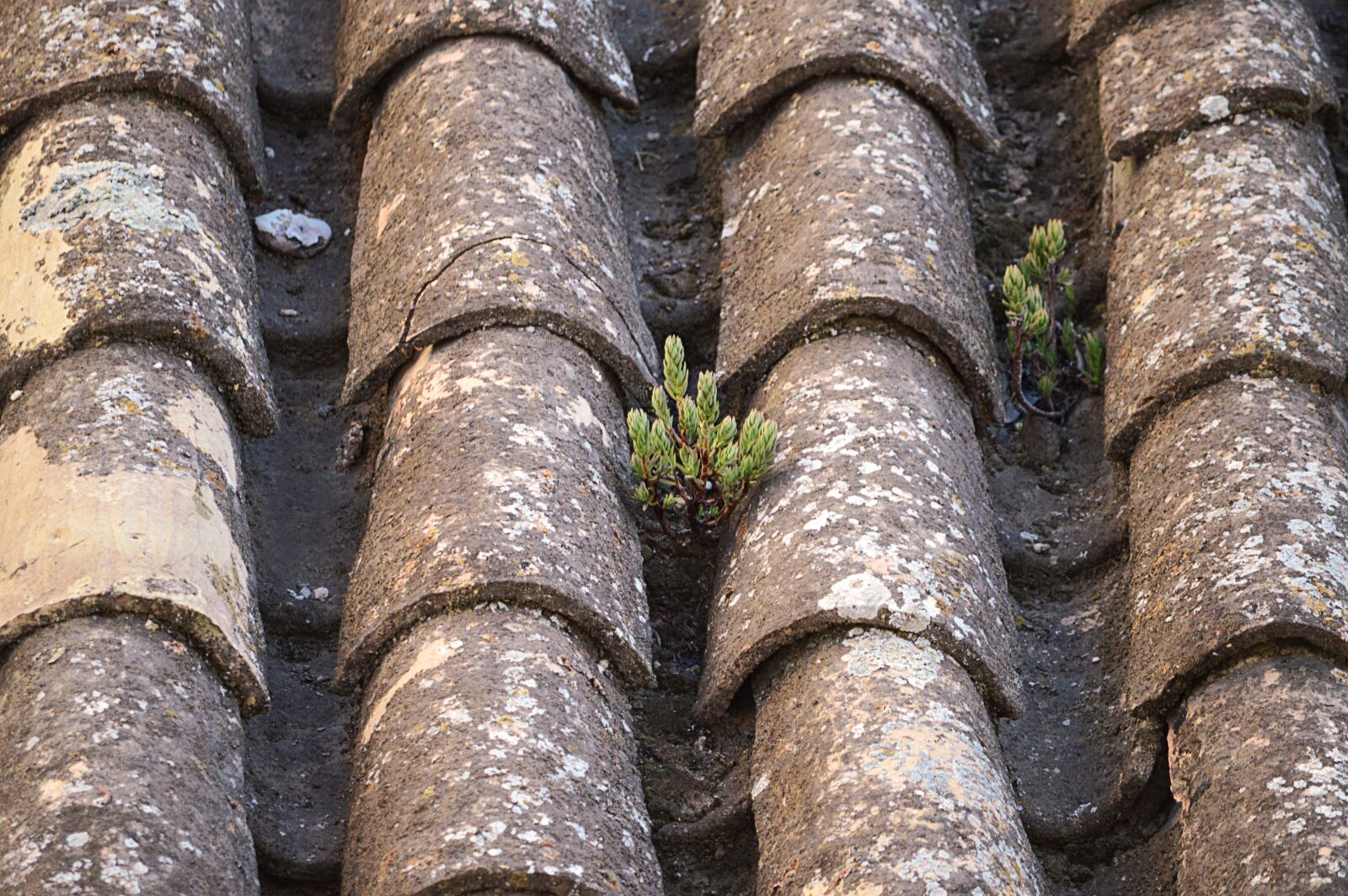 Nikon D3200 sample photo. Texas, clay tiles, rustic photography