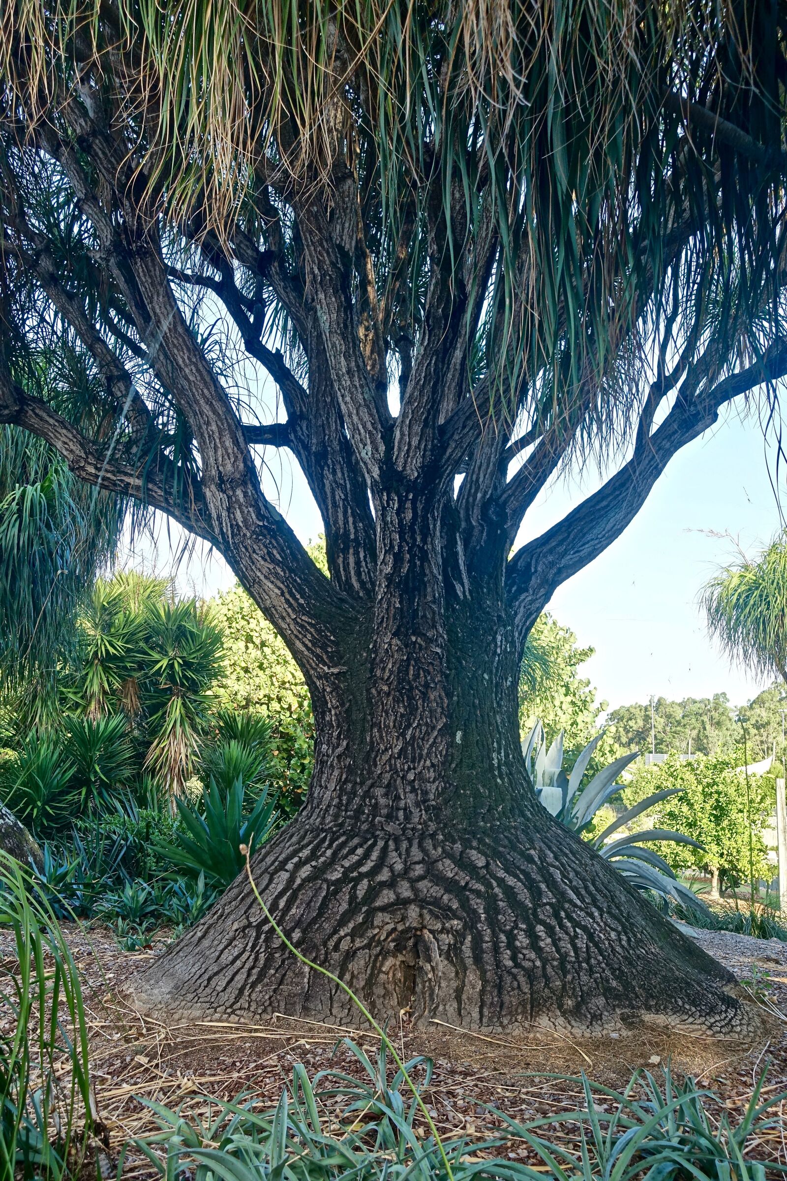 Sony Cyber-shot DSC-RX100 III sample photo. Tree, baobab, unusual photography