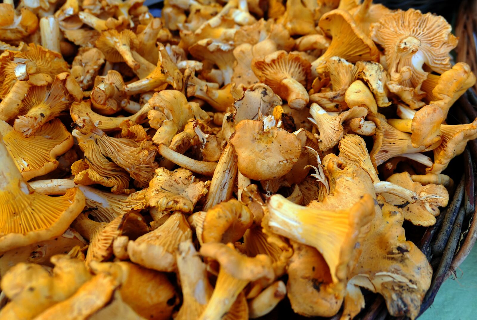 Panasonic Lumix DMC-LX10 (Lumix DMC-LX15) sample photo. Mushrooms, chanterelles, delicious photography