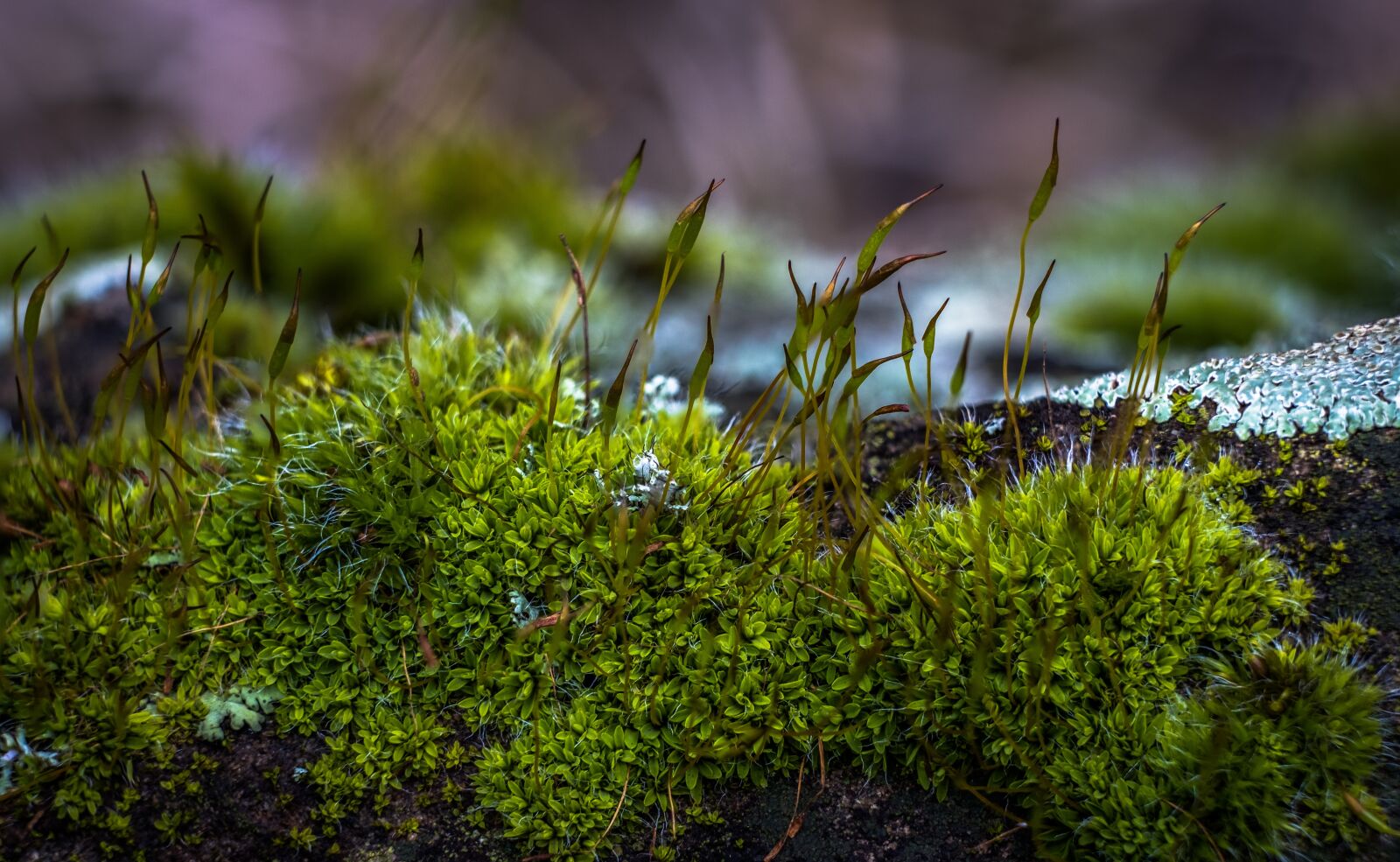 Fujifilm X-T20 + Fujifilm XF 60mm F2.4 R Macro sample photo. Moss, nature, spring photography