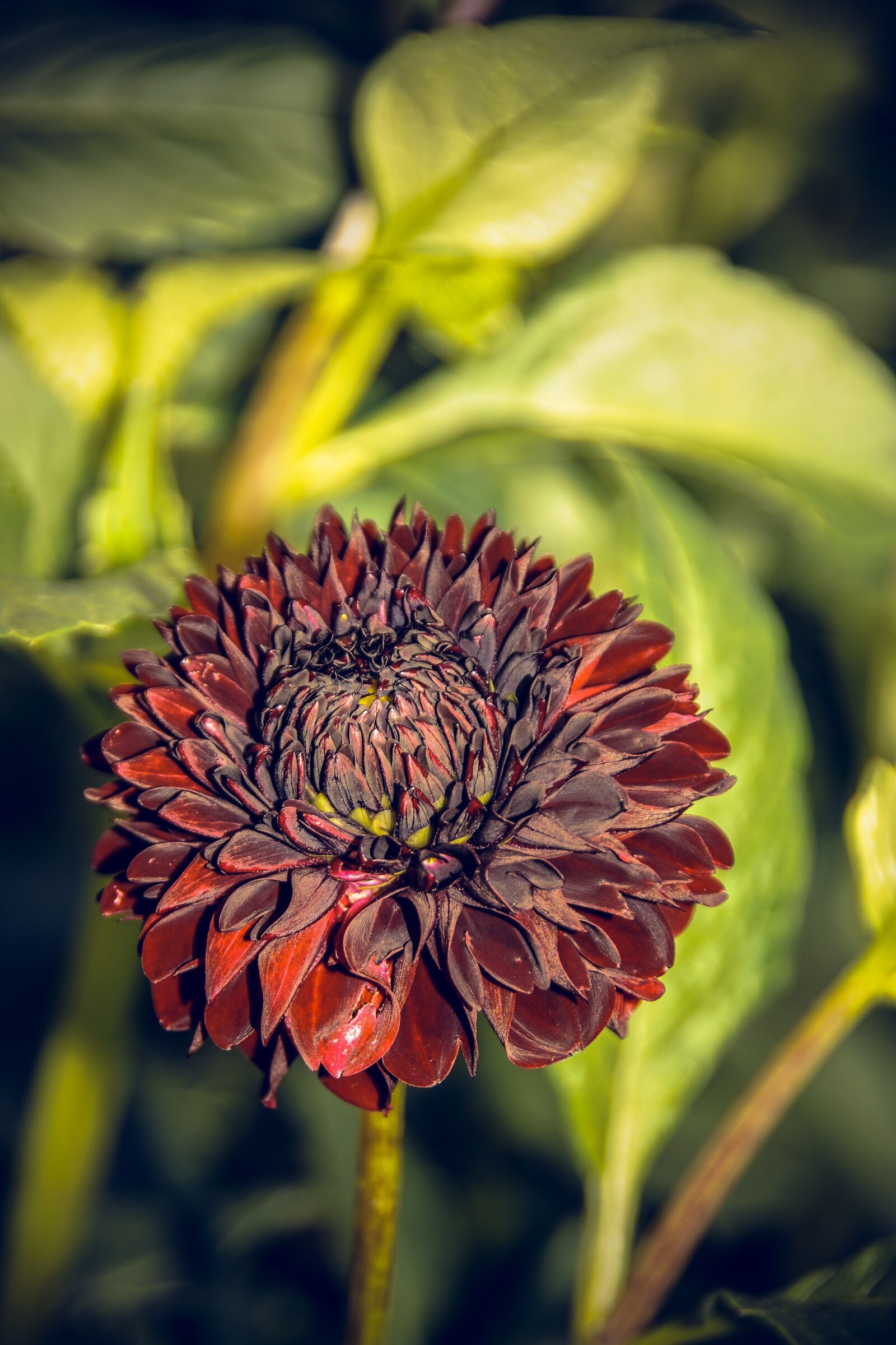 Sony ILCA-77M2 sample photo. Dahlia, blossom, bloom photography