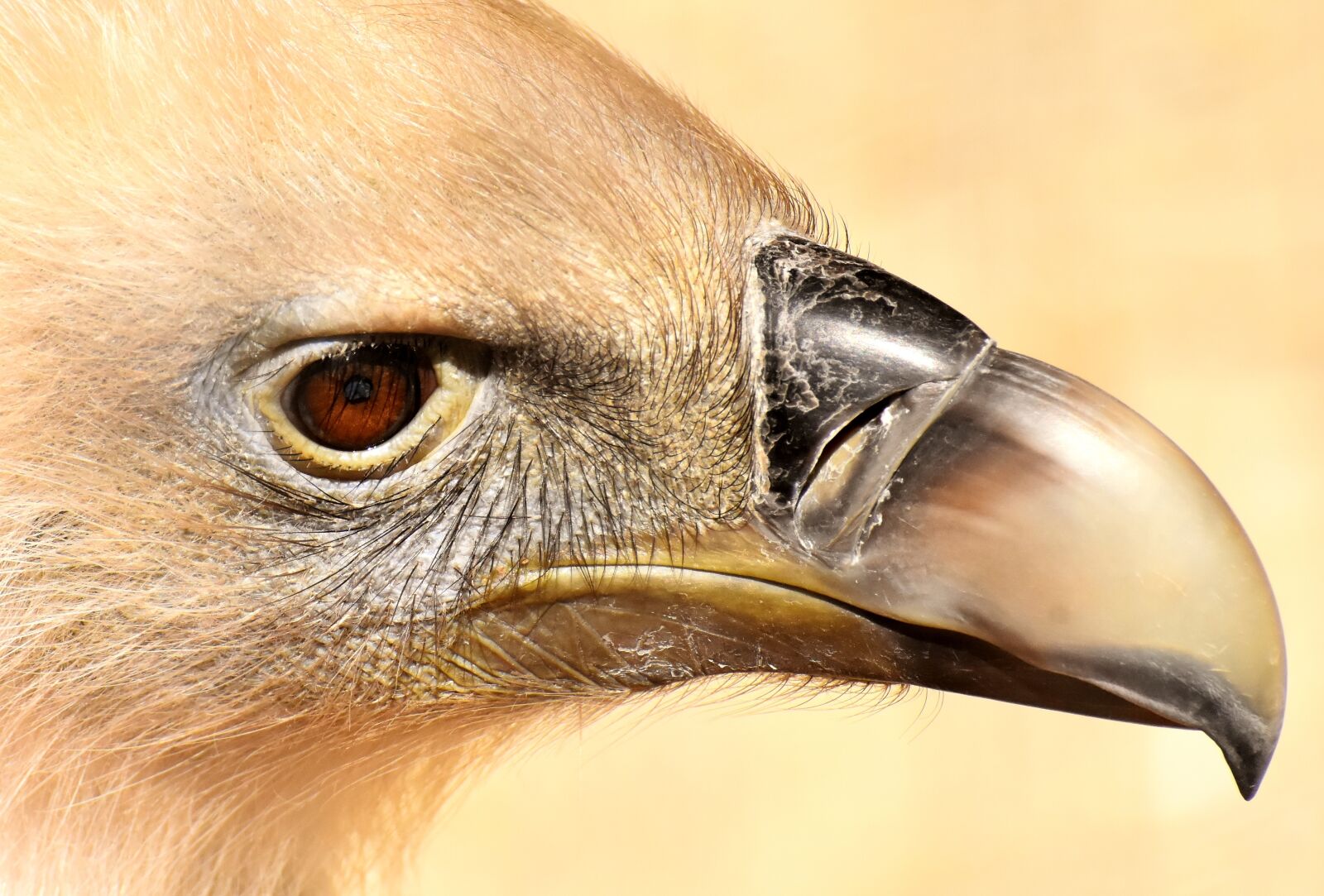 Nikon D7200 sample photo. Vulture, bird, bird of photography