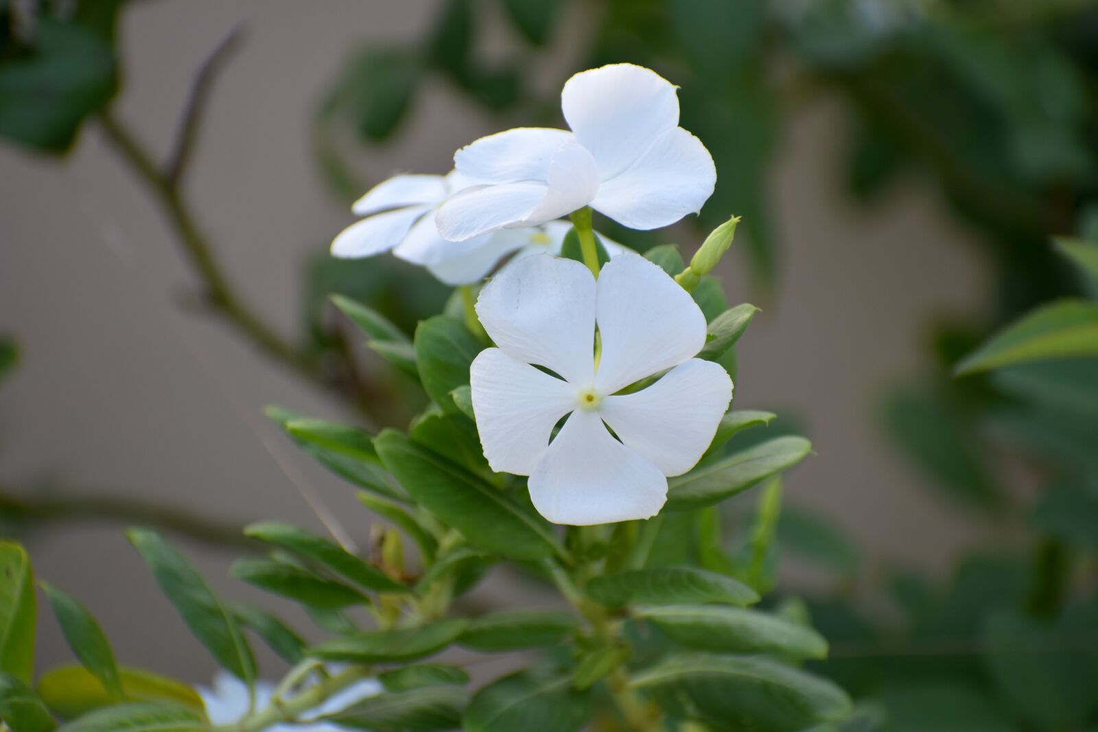 Nikon D5600 sample photo. Periwinkle, sada bahar, white photography