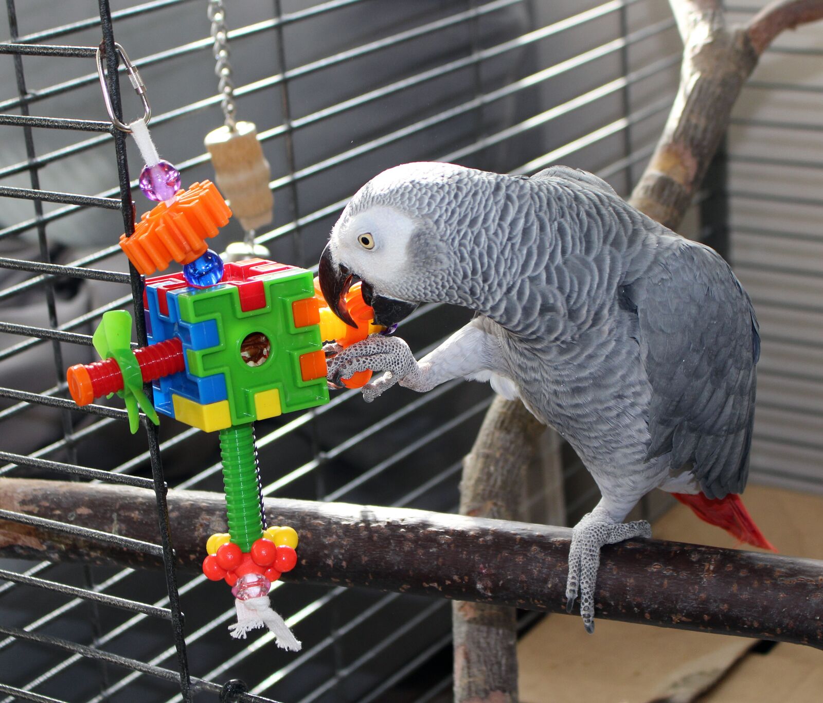 Canon EOS 100D (EOS Rebel SL1 / EOS Kiss X7) sample photo. The parrot, grey parrot photography