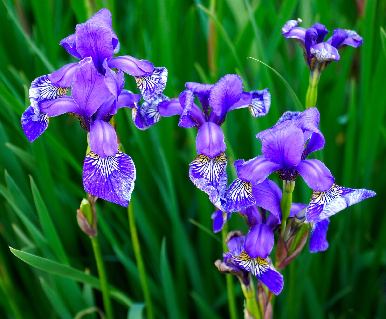 Sony E PZ 18-105mm F4 G OSS sample photo. Iris, flowers, spring photography