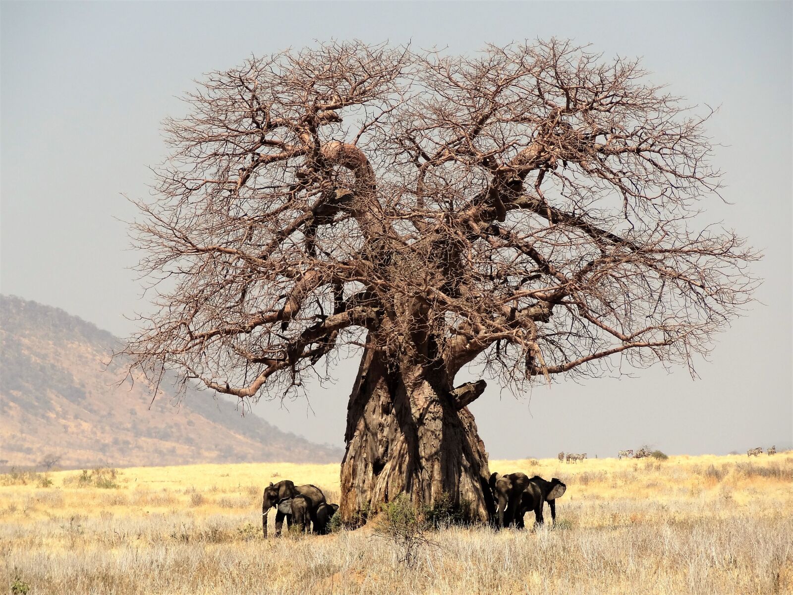 Sony Cyber-shot DSC-HX9V sample photo. Africa, tree, baobab photography