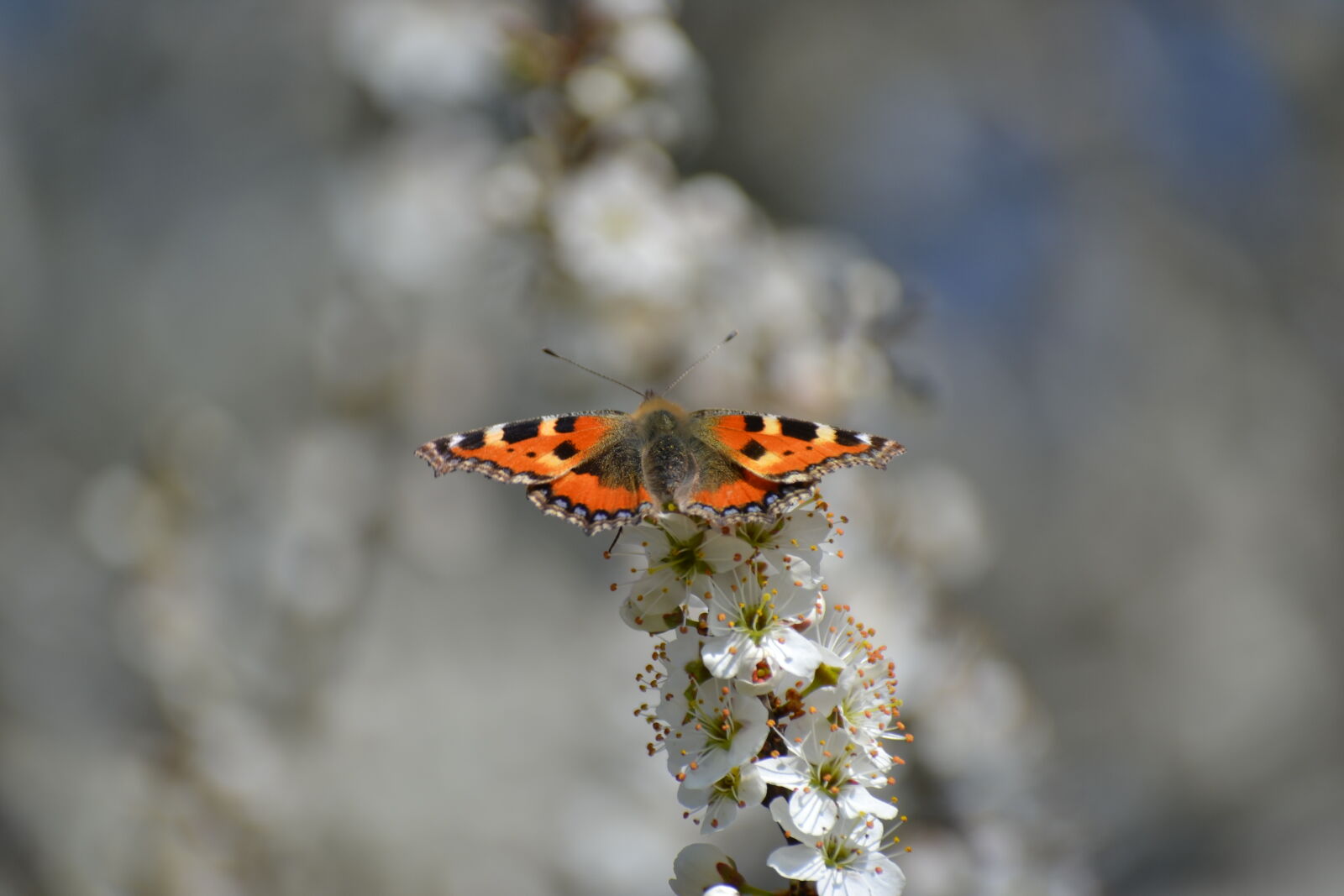 Nikon D3100 sample photo. Butterfly, close, up, view photography