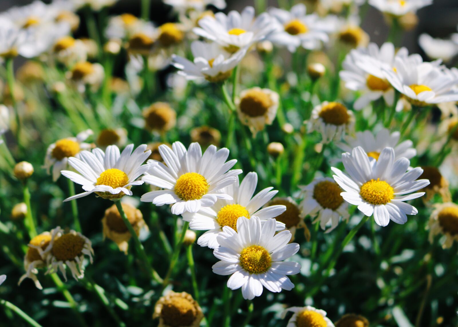Canon EOS 750D (EOS Rebel T6i / EOS Kiss X8i) sample photo. Sunshine, flower, daisy photography