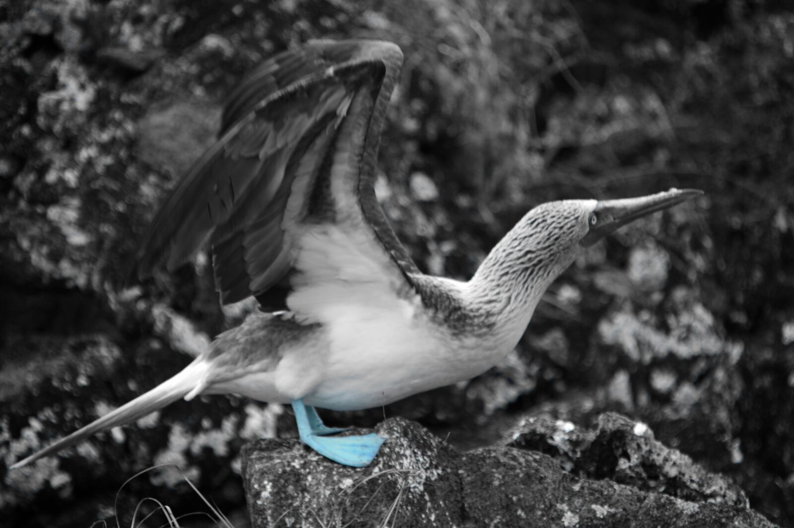 Nikon D3200 sample photo. Ave, booby, pata photography