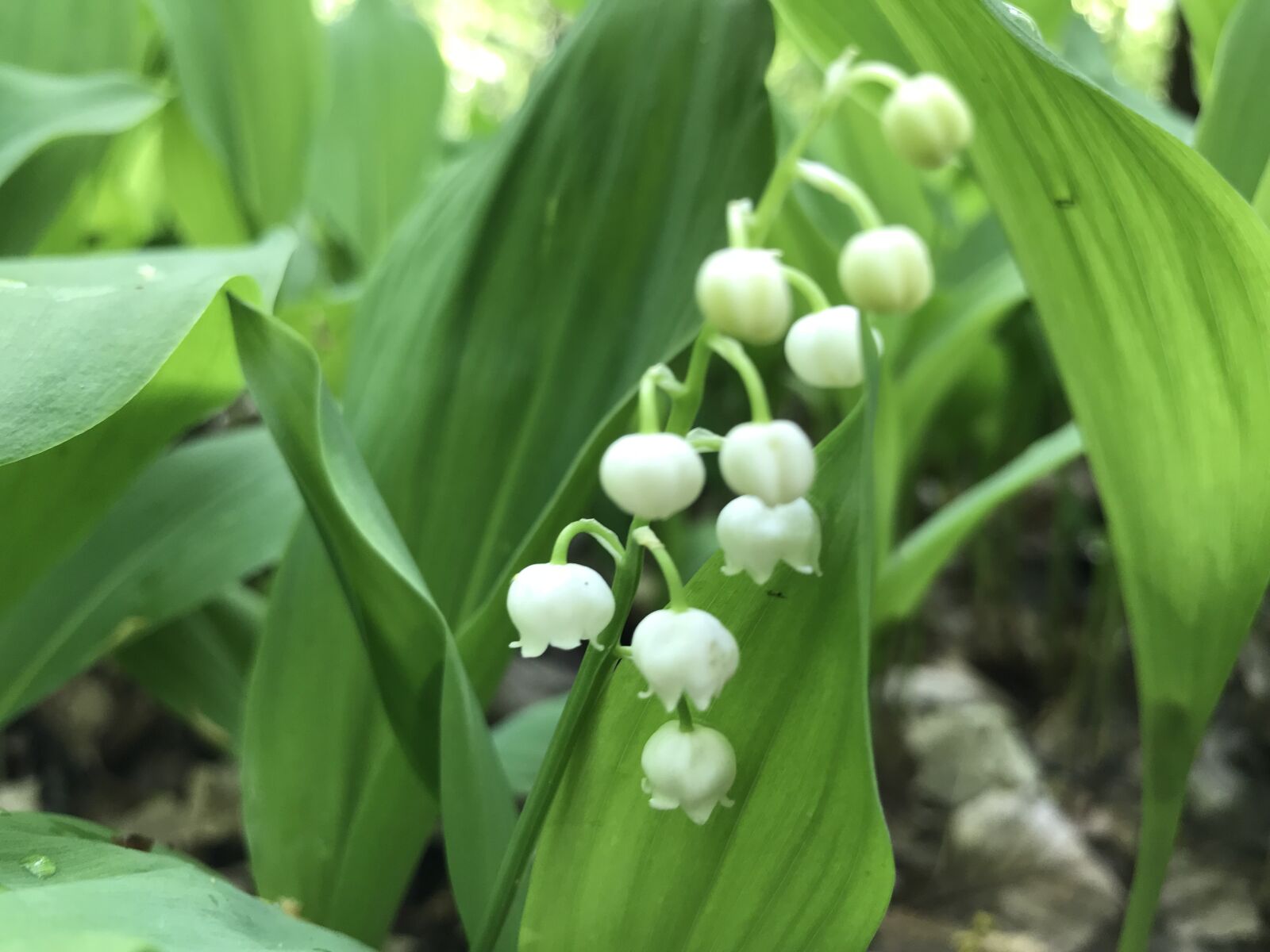 iPhone 7 Plus back dual camera 3.99mm f/1.8 sample photo. Lilies of the valley photography