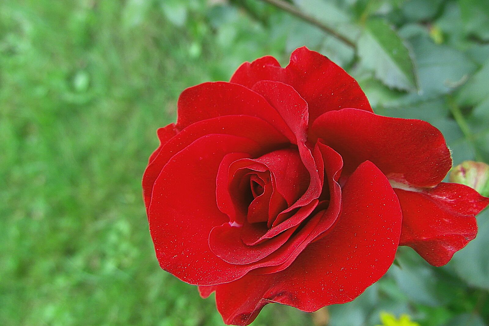 Samsung WB750 sample photo. Rose, flower, red photography