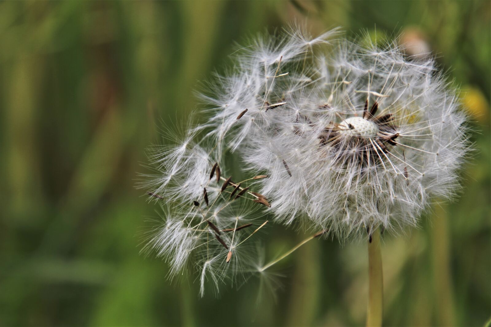 Canon EOS 80D sample photo. Dandelion, dandelions, the backlight photography